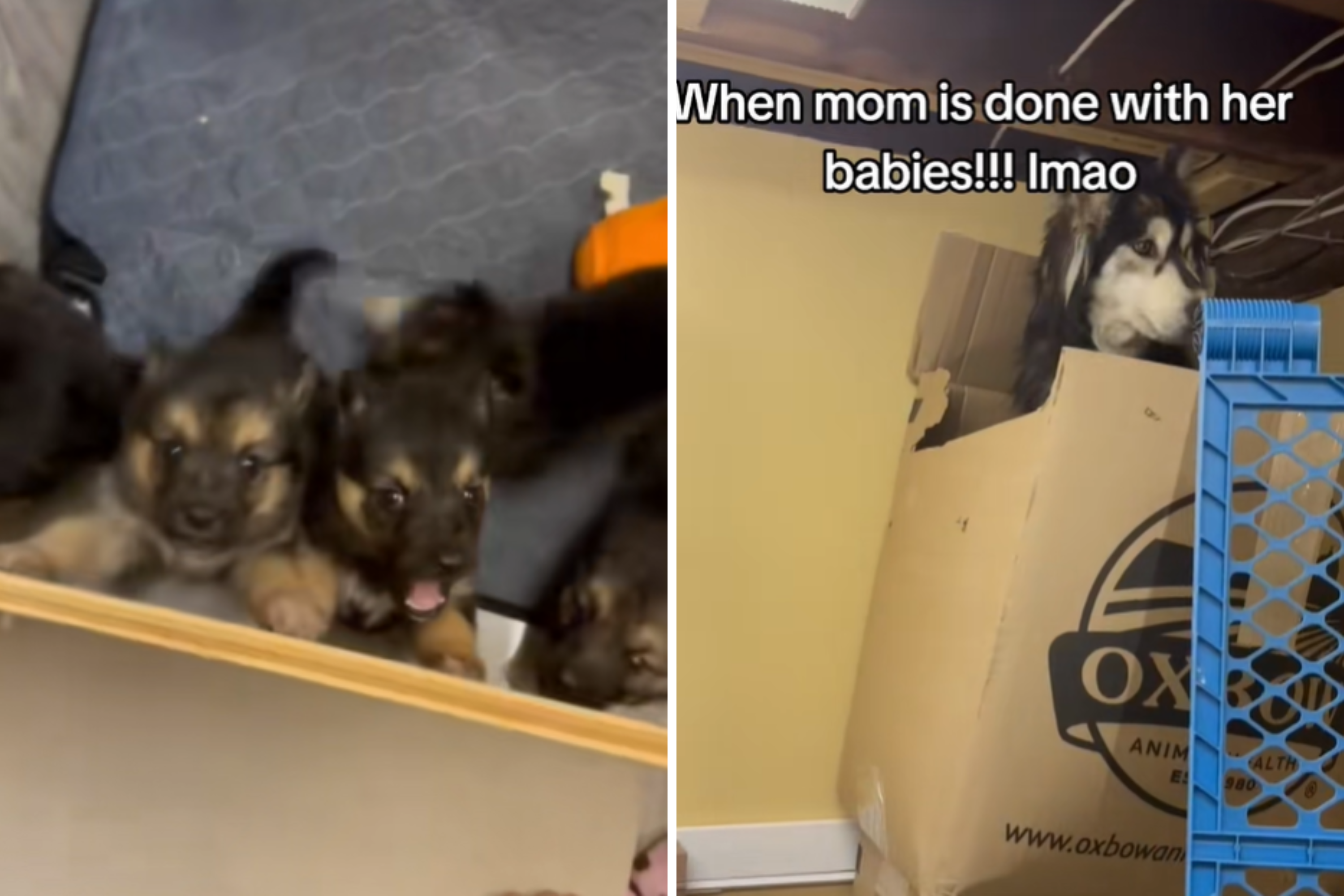 Foster Carer Checks on Puppies, Realizes Mom Is Done With Her Babies