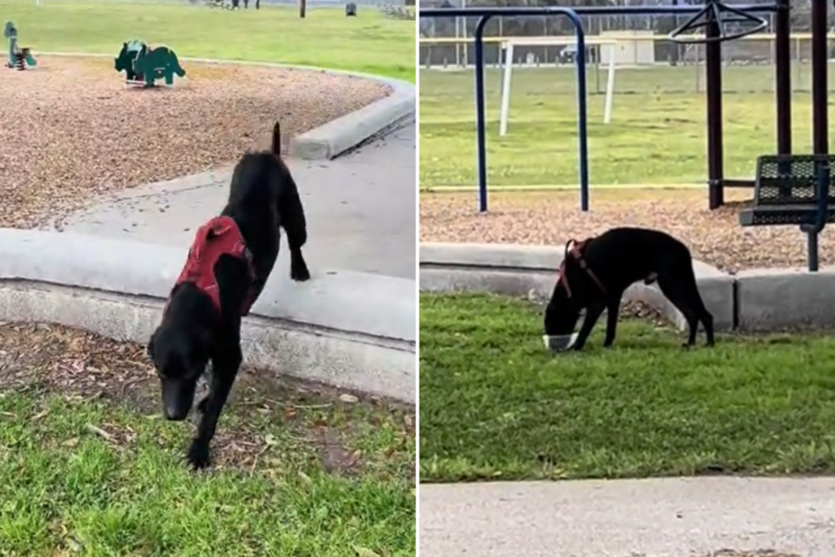 Dog found play park