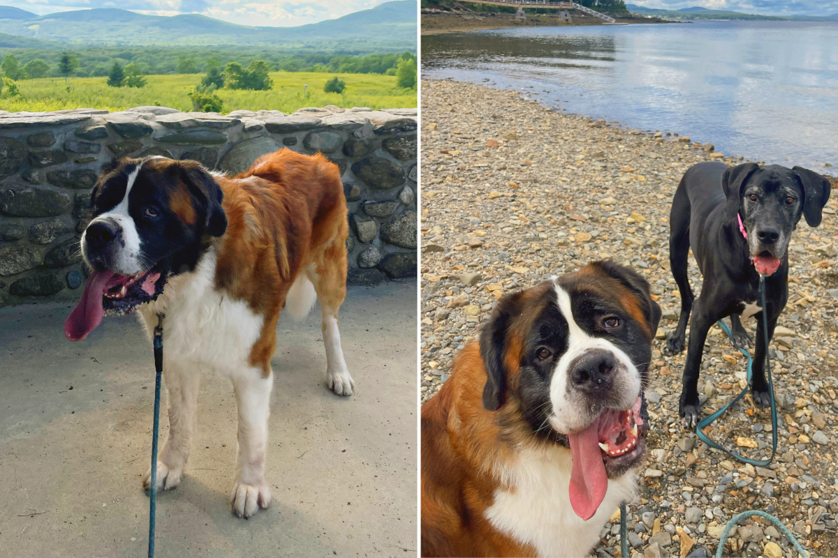 Loki rescue saint bernard