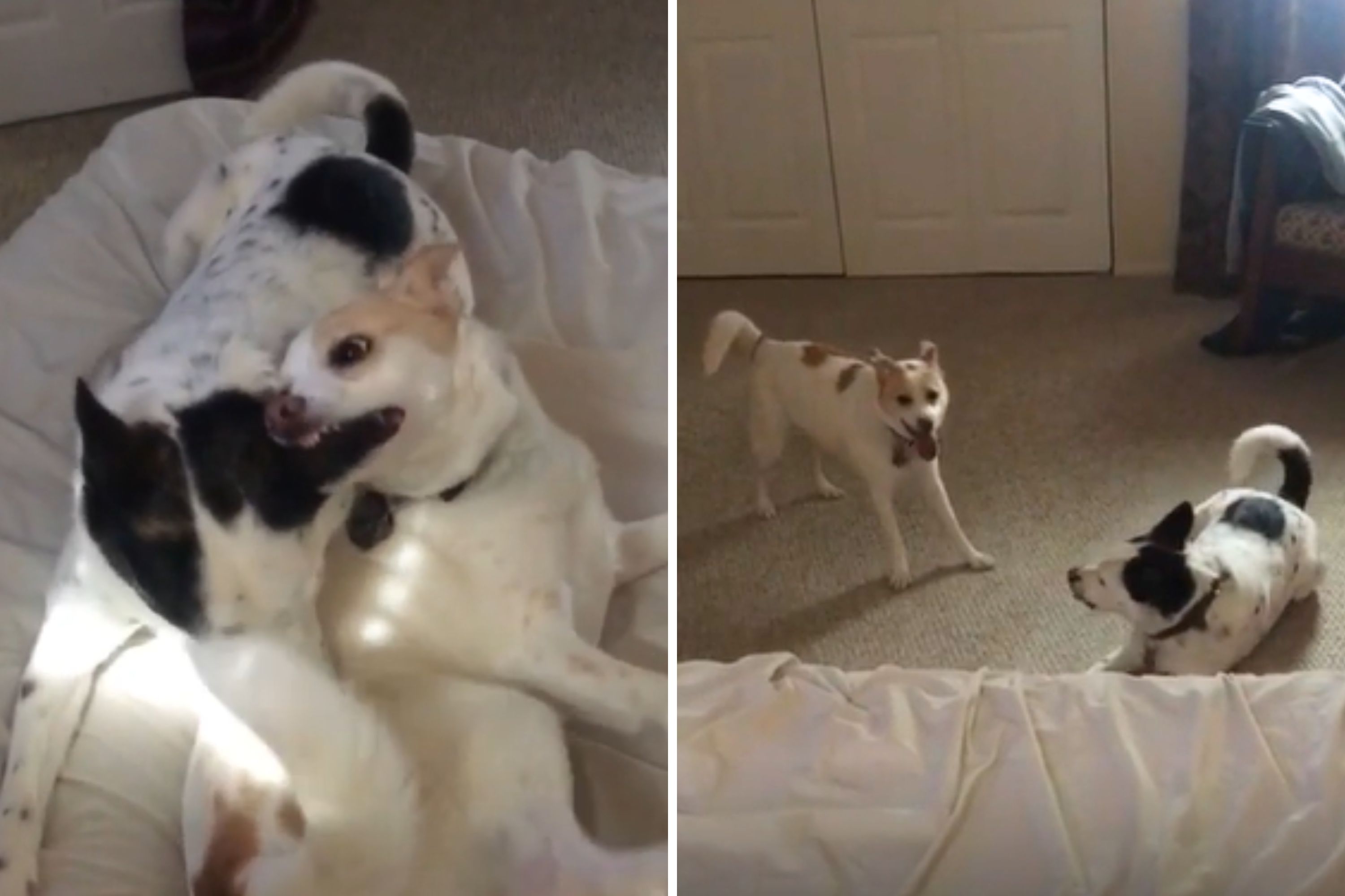 Rescue Dog Who Fit Right in With New Sibling Melts Hearts
