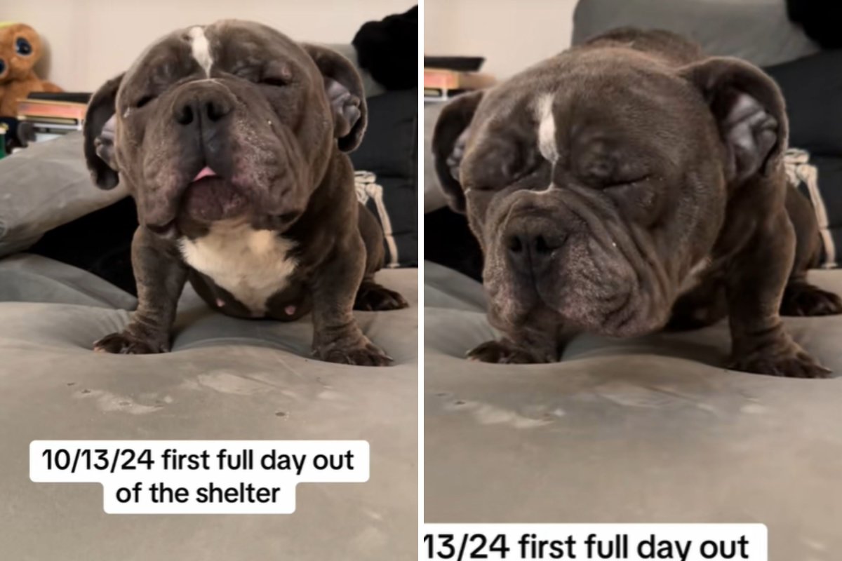 Dog crying in foster home