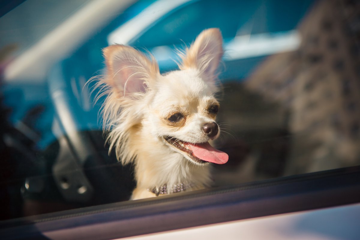 Woman Looks Out Car Window, Internet Can't Cope With What Dog Is ...