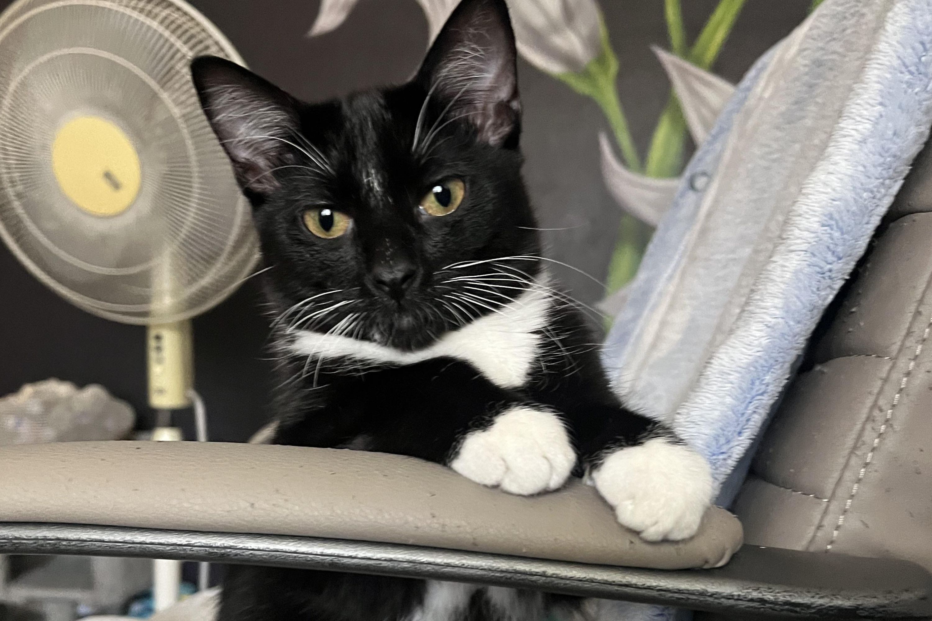 People Are Sharing Their Cats Toxic Traits—And They Dont Disappoint