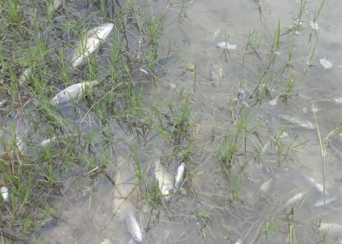 Peces mortales en el río Kaffe contaminado 