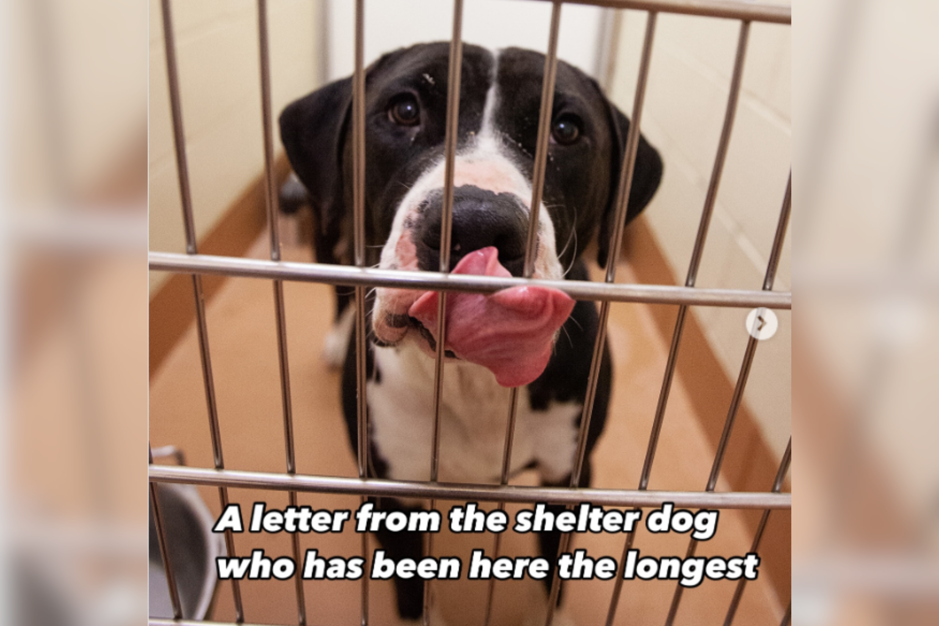 Tears at Shelters Longest Serving Dogs Letter to Prospective Family