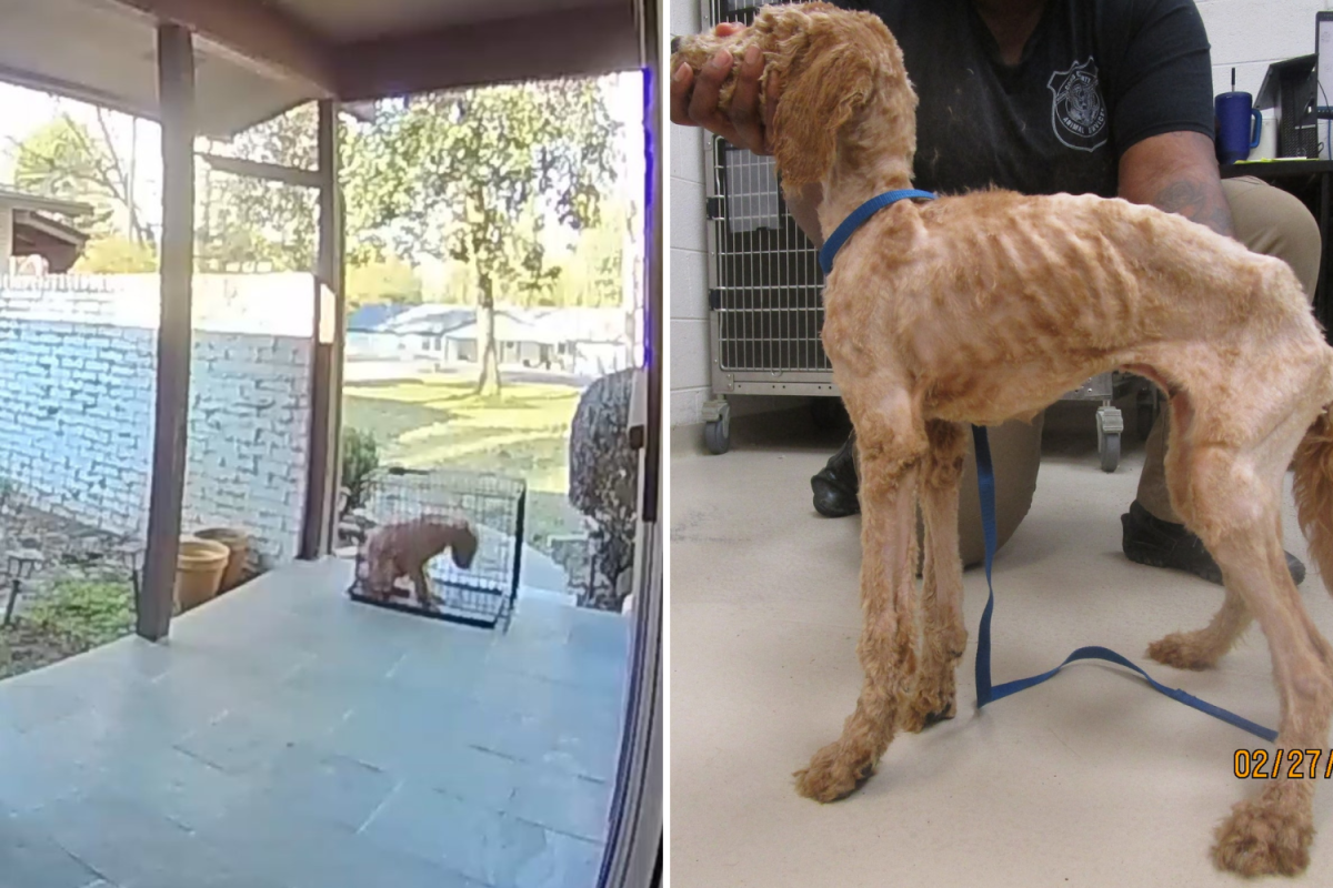 Animal cruelty case