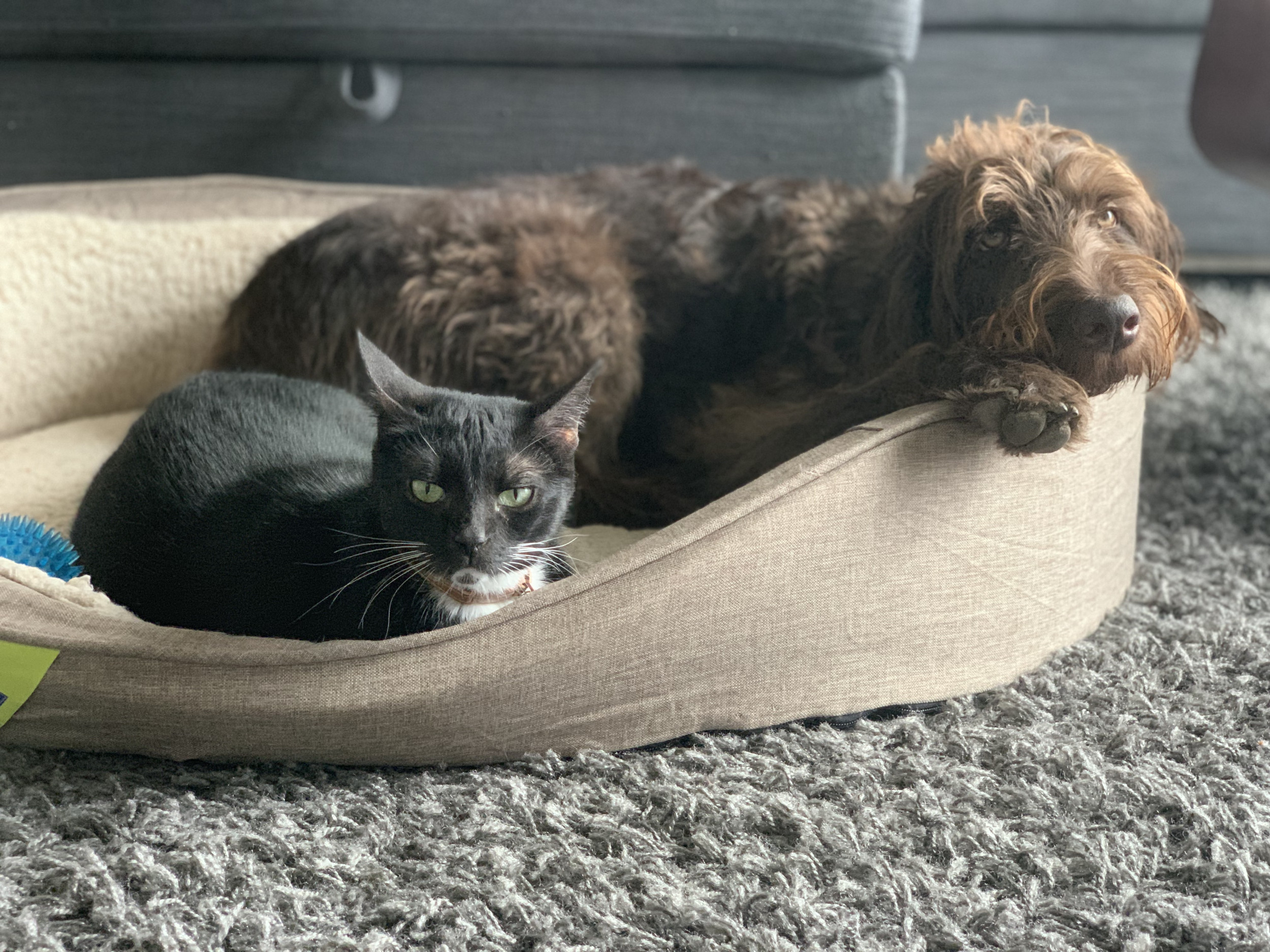 Hilarious Sign That Puppy Is Being Raised by Cats Delights Internet