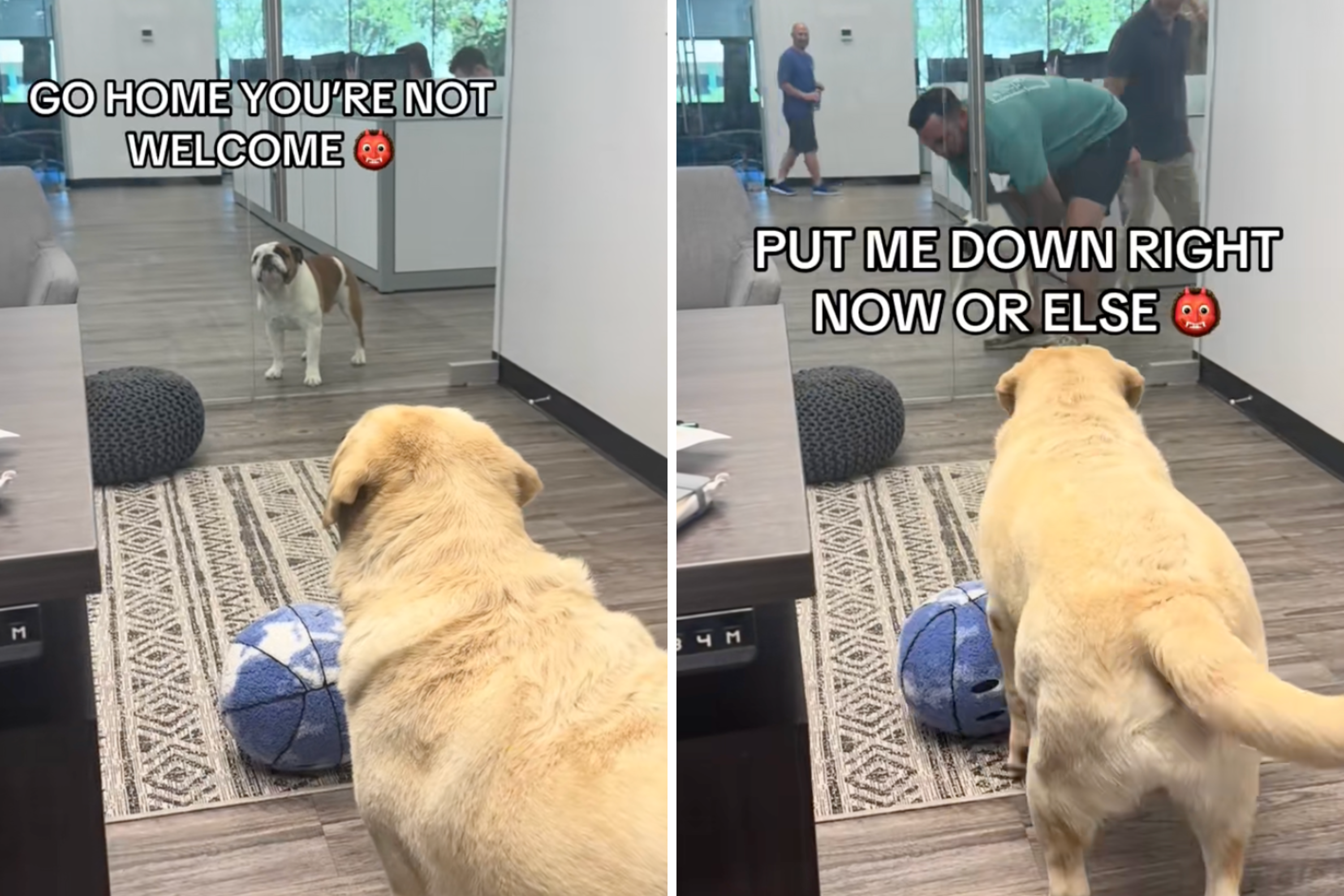 Woman Brings Labrador To Work, but the Office Dog Isnt Impressed