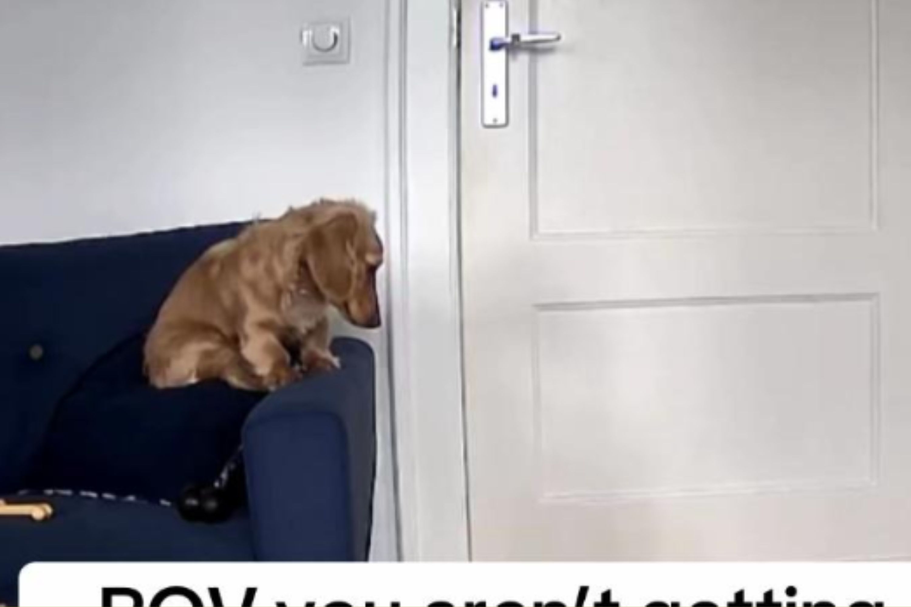 Woman Shocked What Pet Cam Reveals After Realizing Notifications Dont Work