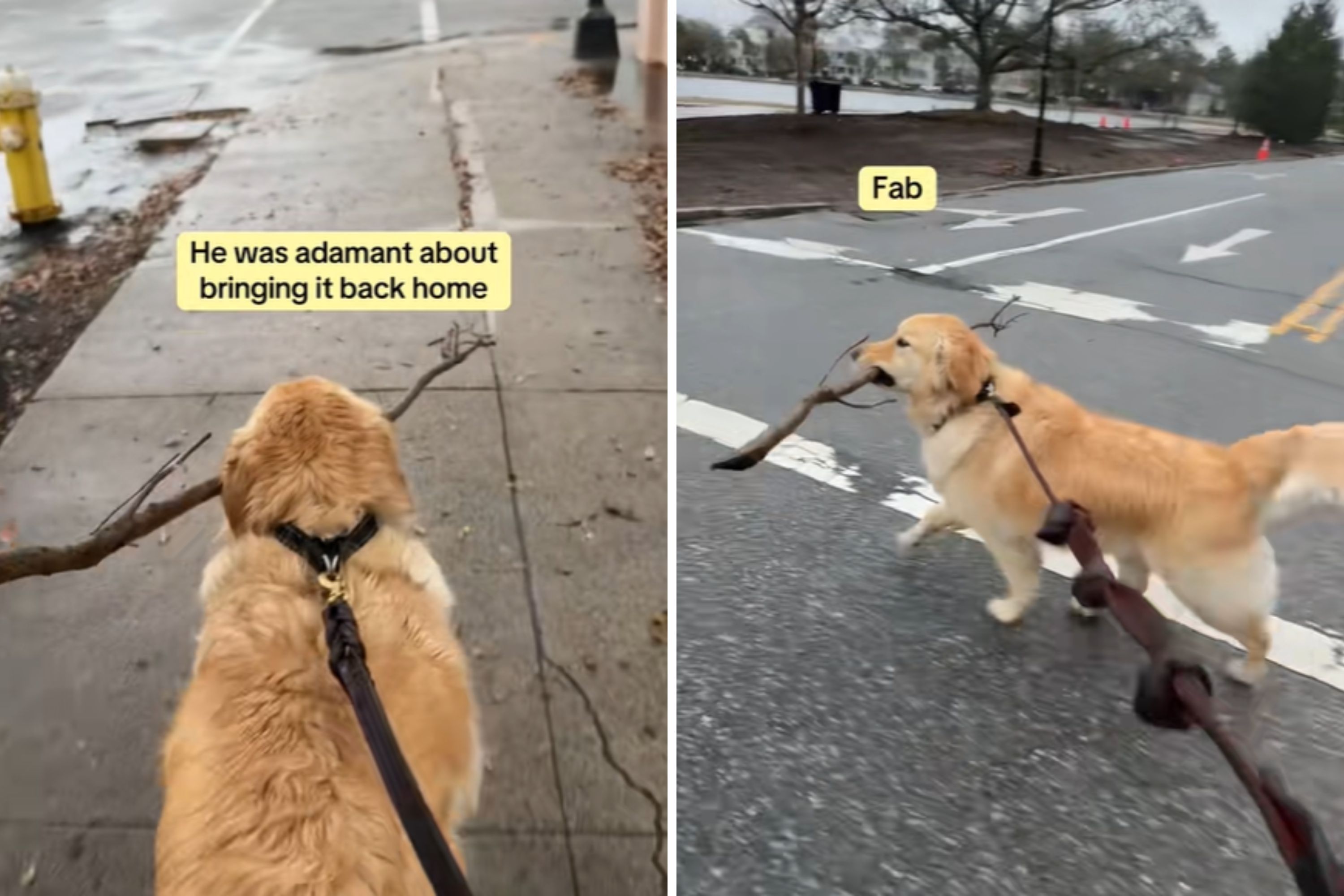 Golden Retriever Comically Tries To Bring Home Giant Stick—He Was Adamant