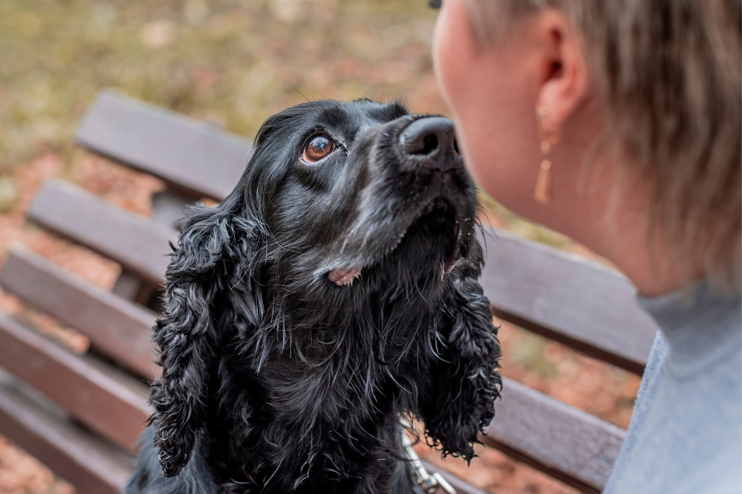 Can Dogs Really Smell That You Love Them?