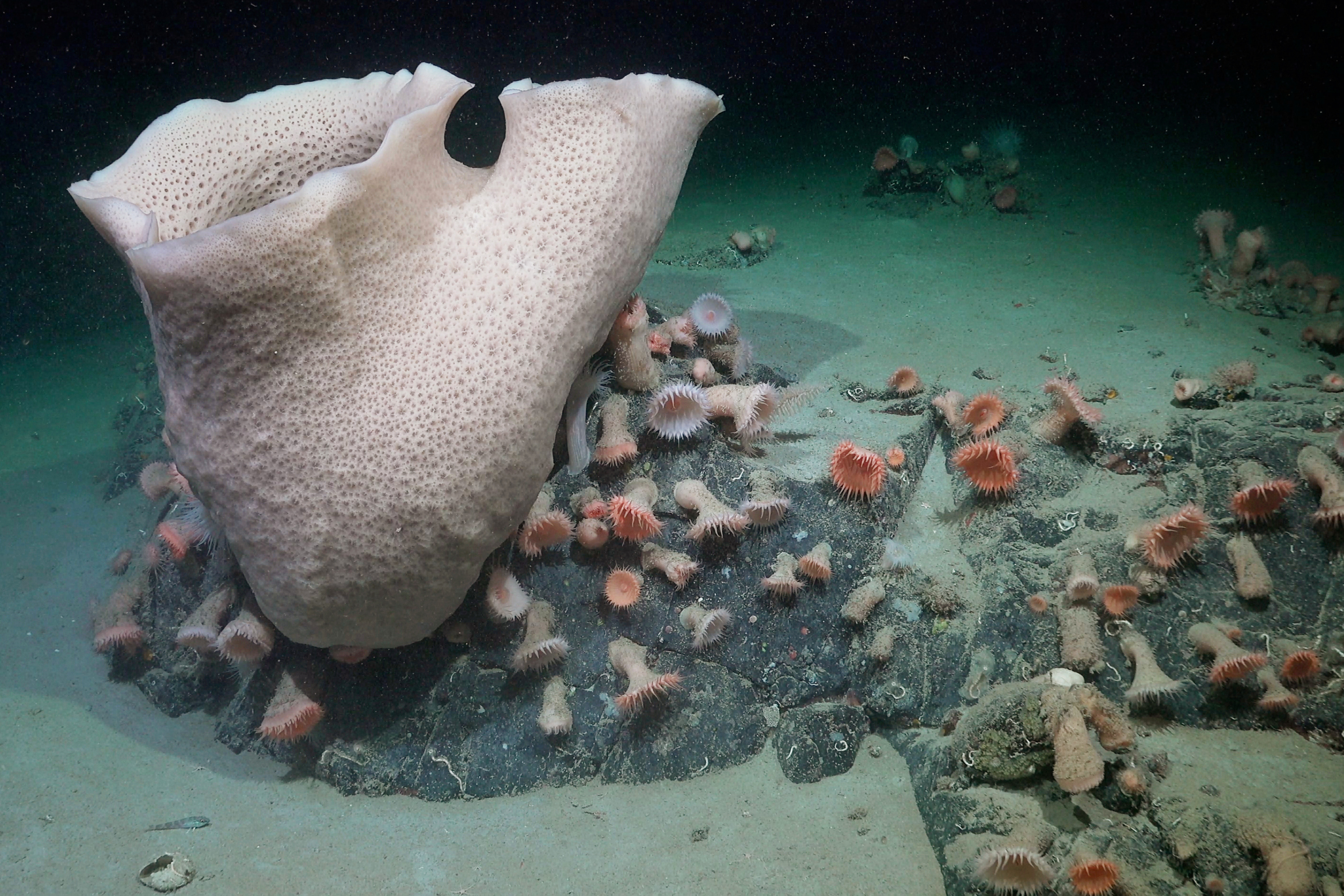 Scientists Uncover Thriving Ecosystem Beneath Antarctic Ice Shelf