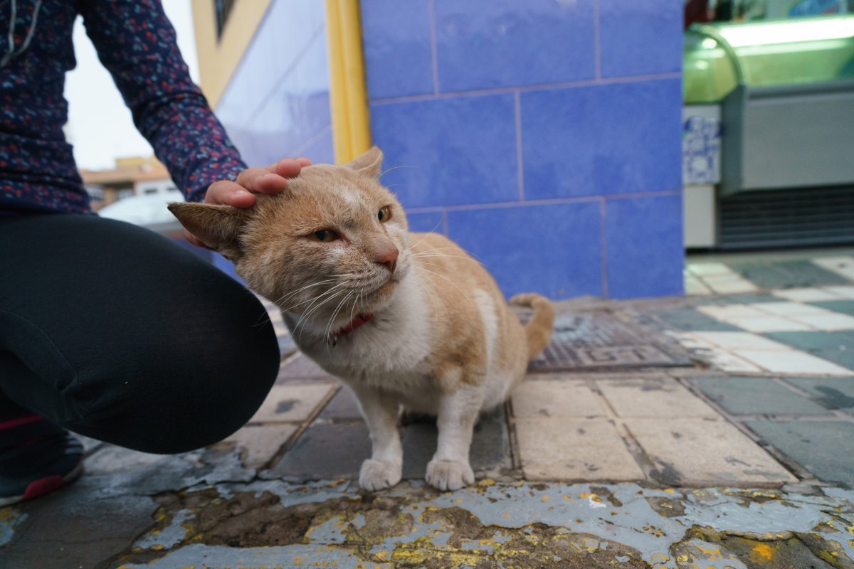 man petting orange cat in the streets