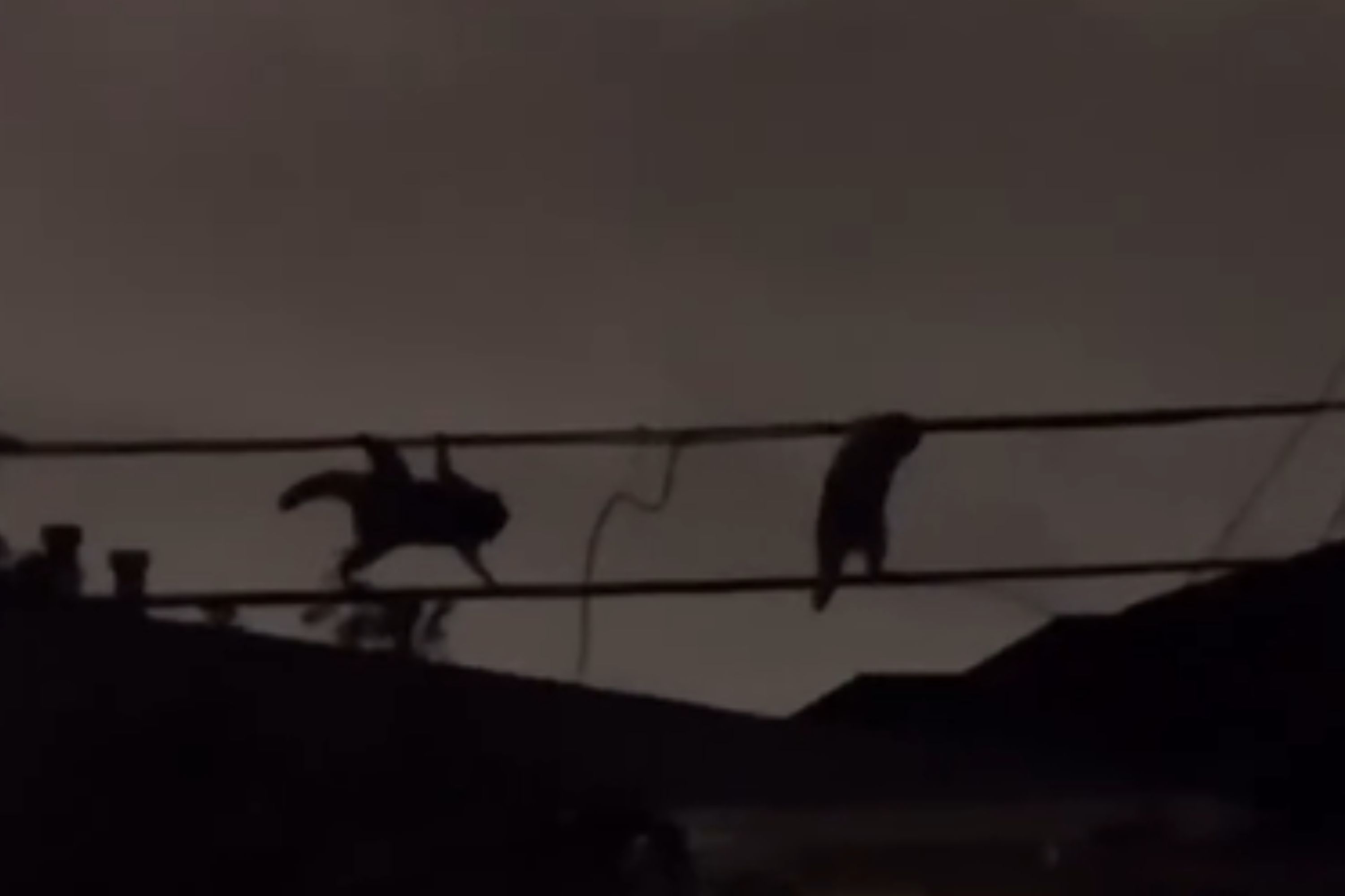 Watch as Raccoons Slink on City Power Lines During Top Secret Mission