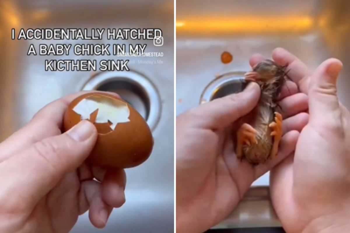 Chick hatched in sink