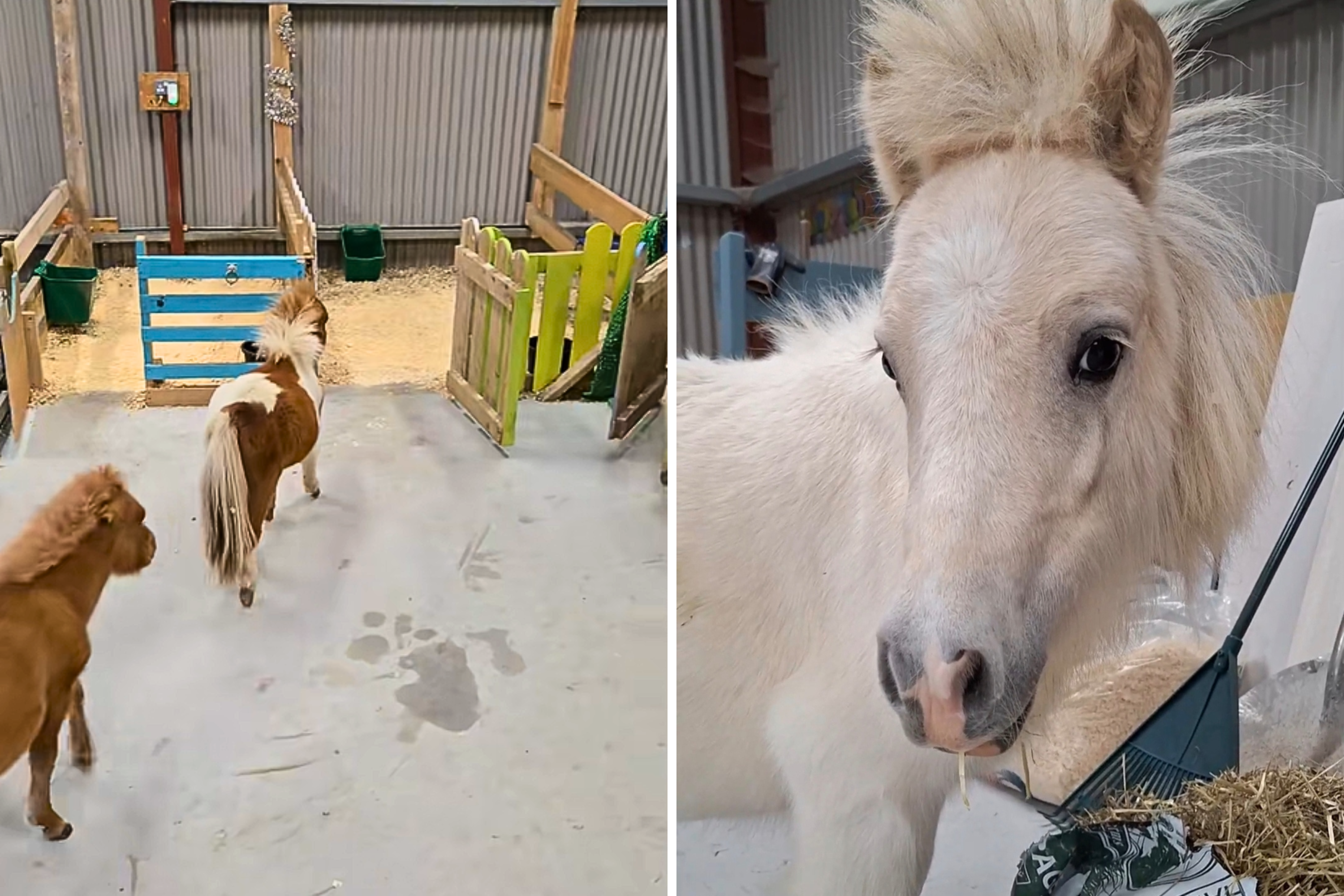 Miniature Horses Bedtime Ritual Watched by 20 Million People