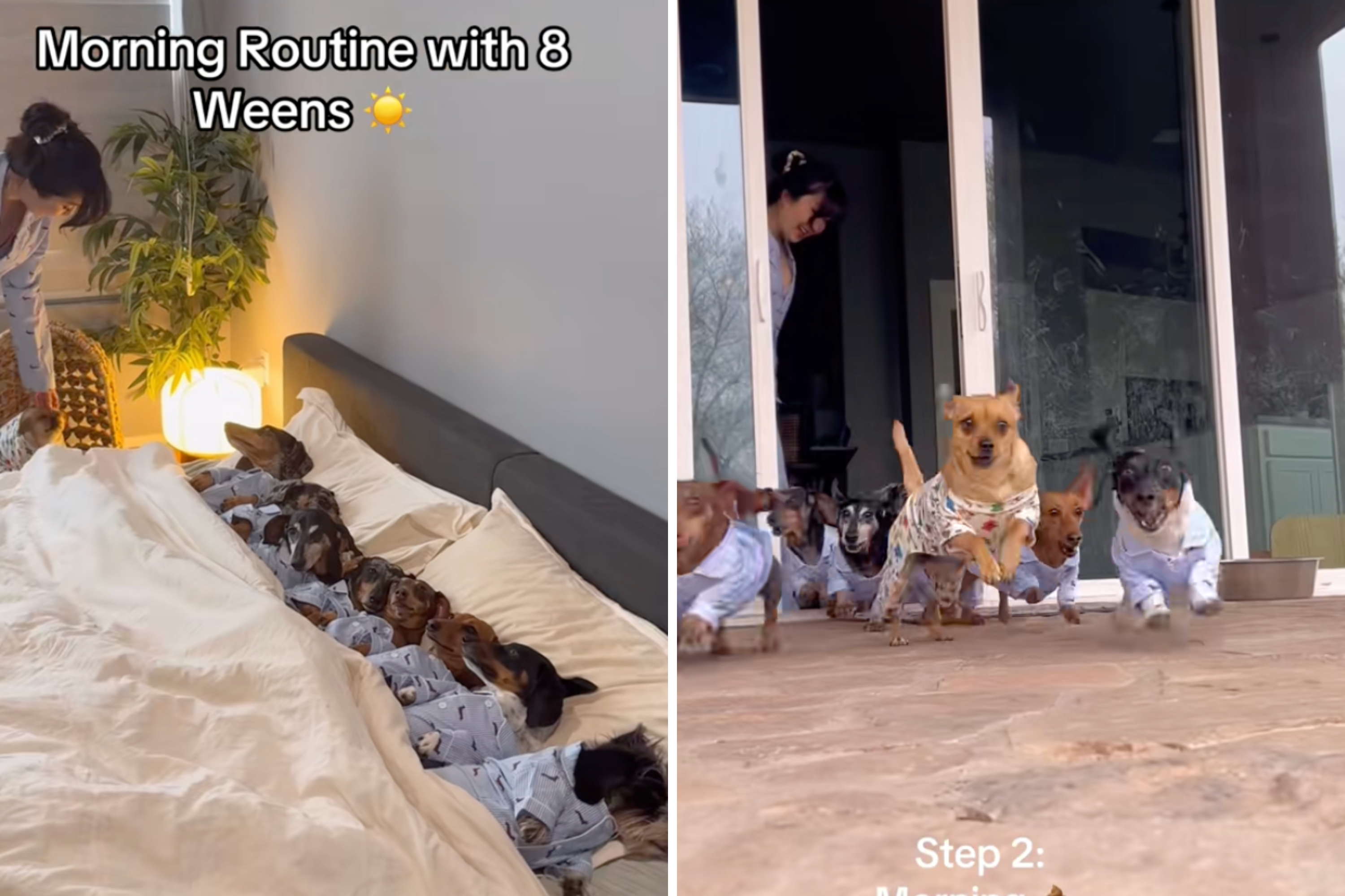 What Mornings Look Like for Owner of 8 Dachshunds: Chaos