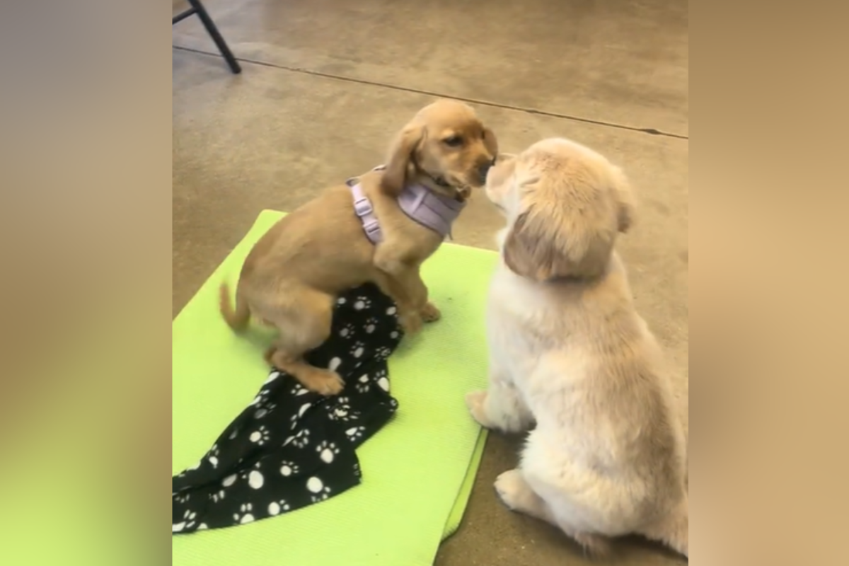 Escola de Puppy