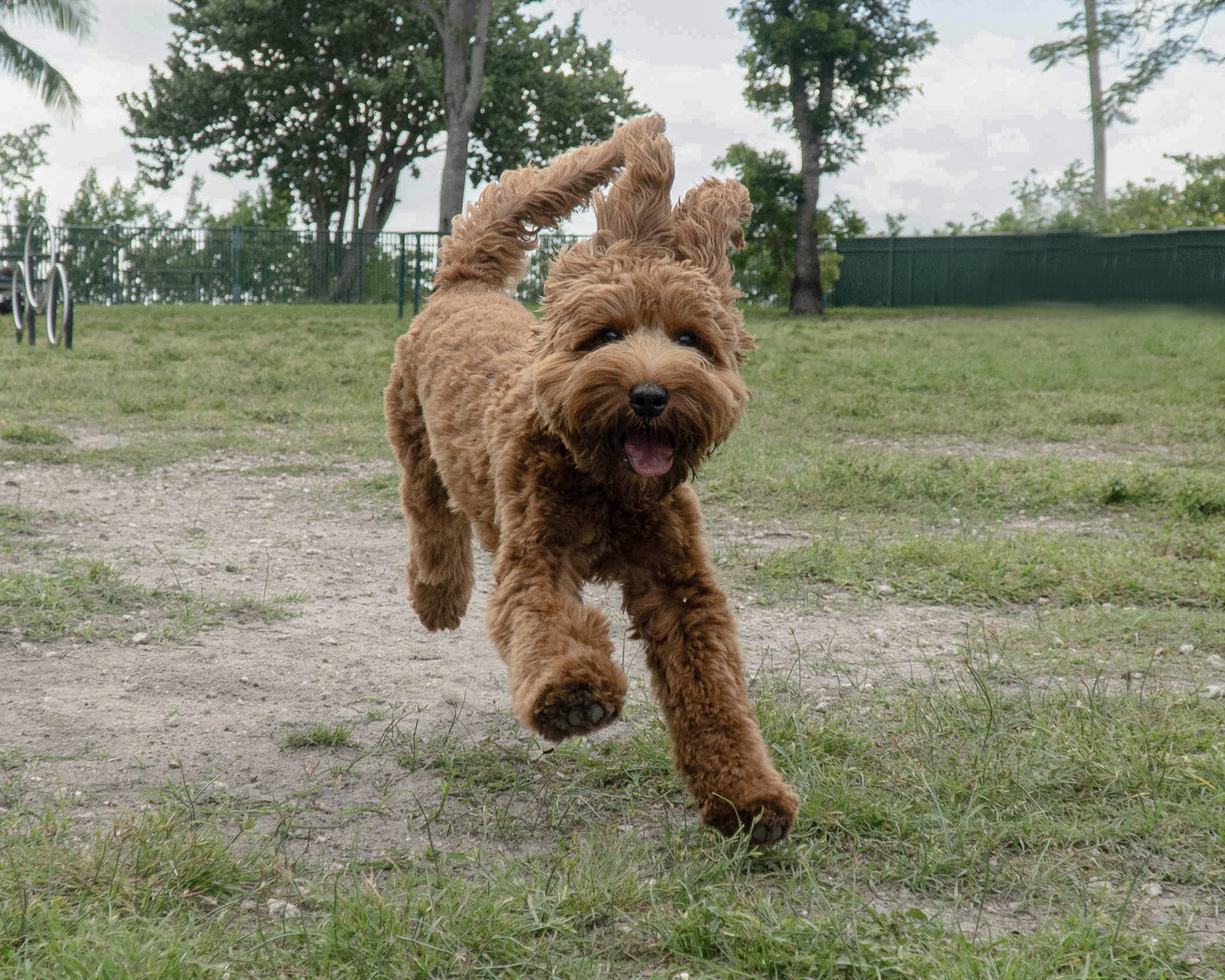 Dogs Enthusiastic Response to Paw Delights Internet: Sassy