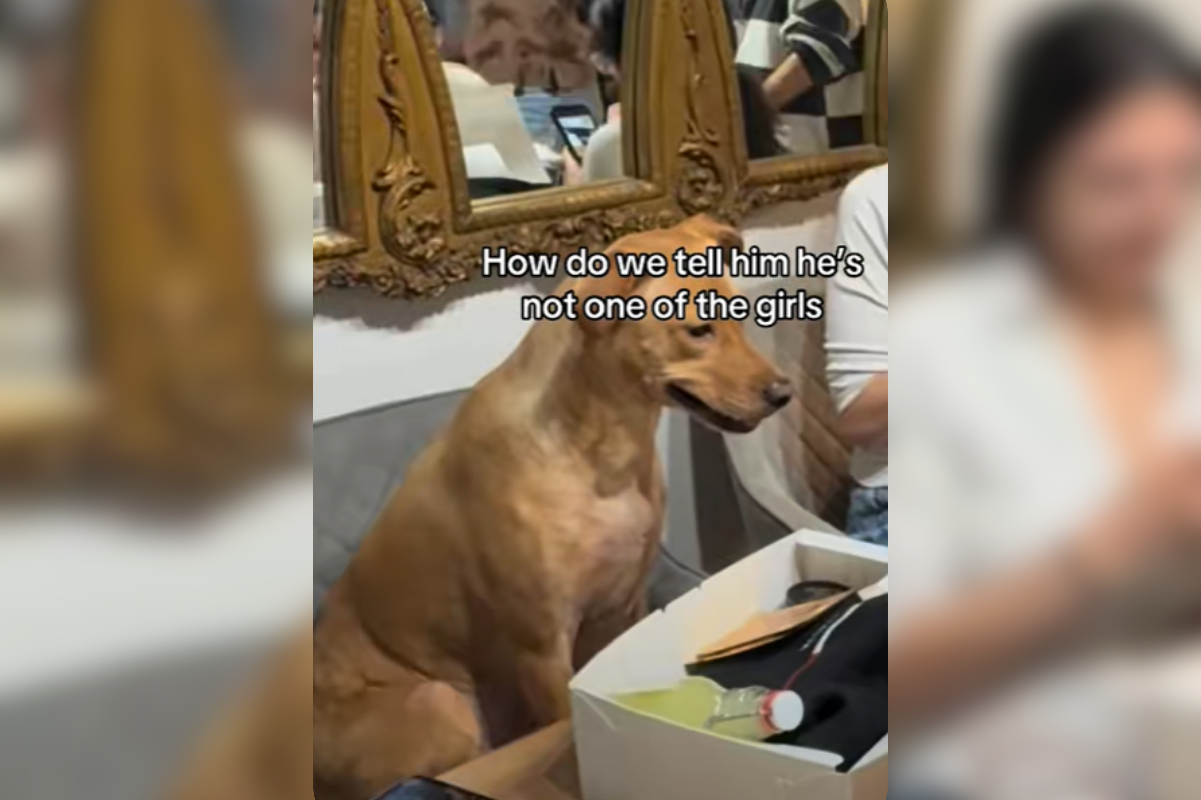 Internet demands dog who is "one of the girls" is made honorary bridesmaid