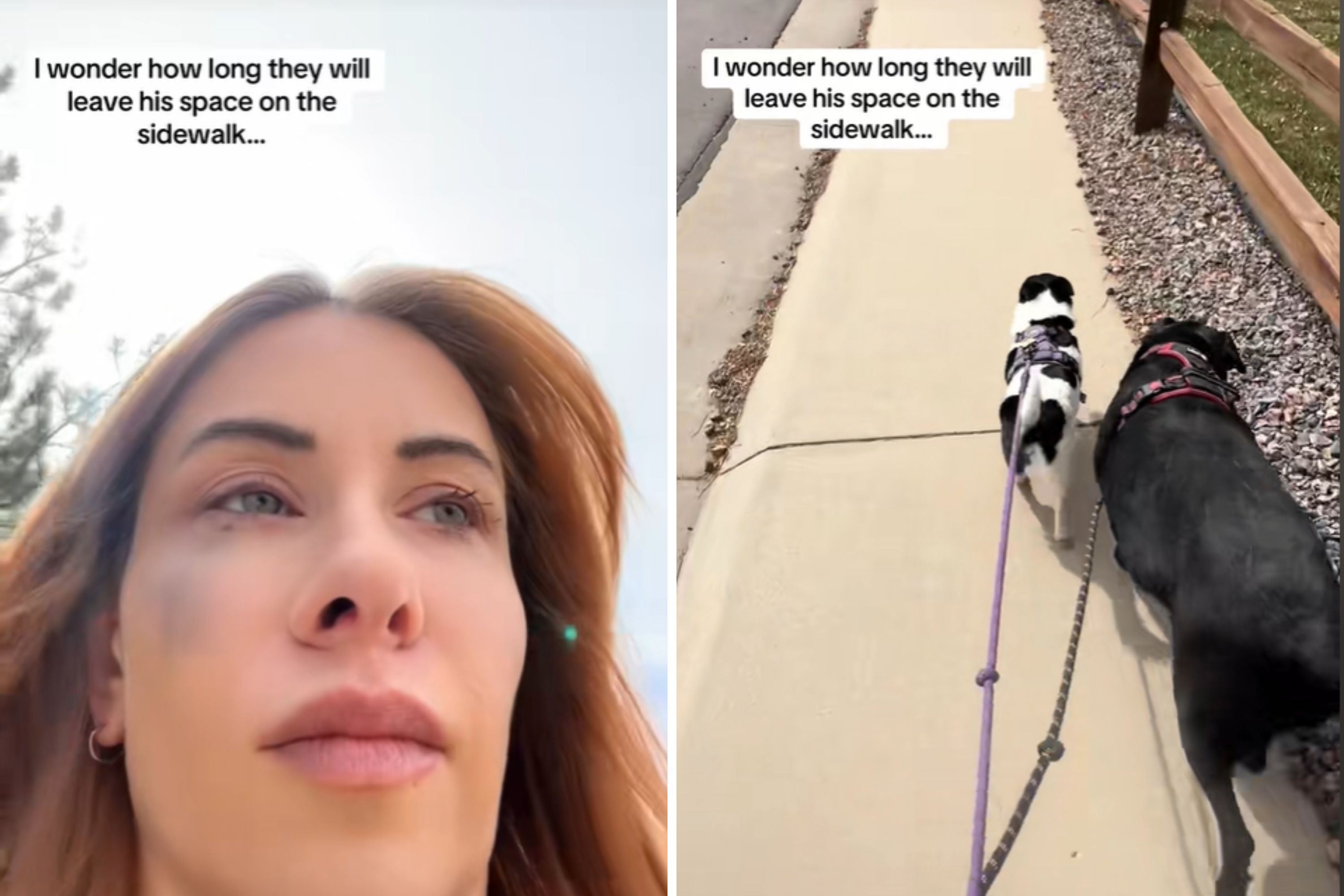 Reason Why Two Dogs Leave Extra Space on Sidewalk Breaks Internets Heart