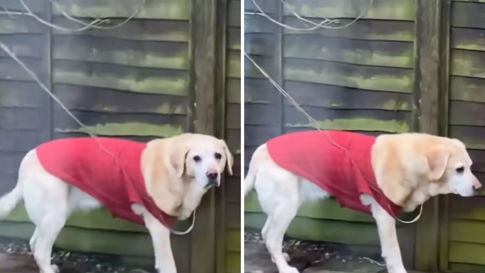 Owner Realizes Dog Been Outside for a While—Not Prepared for the Reason Why  - Newsweek