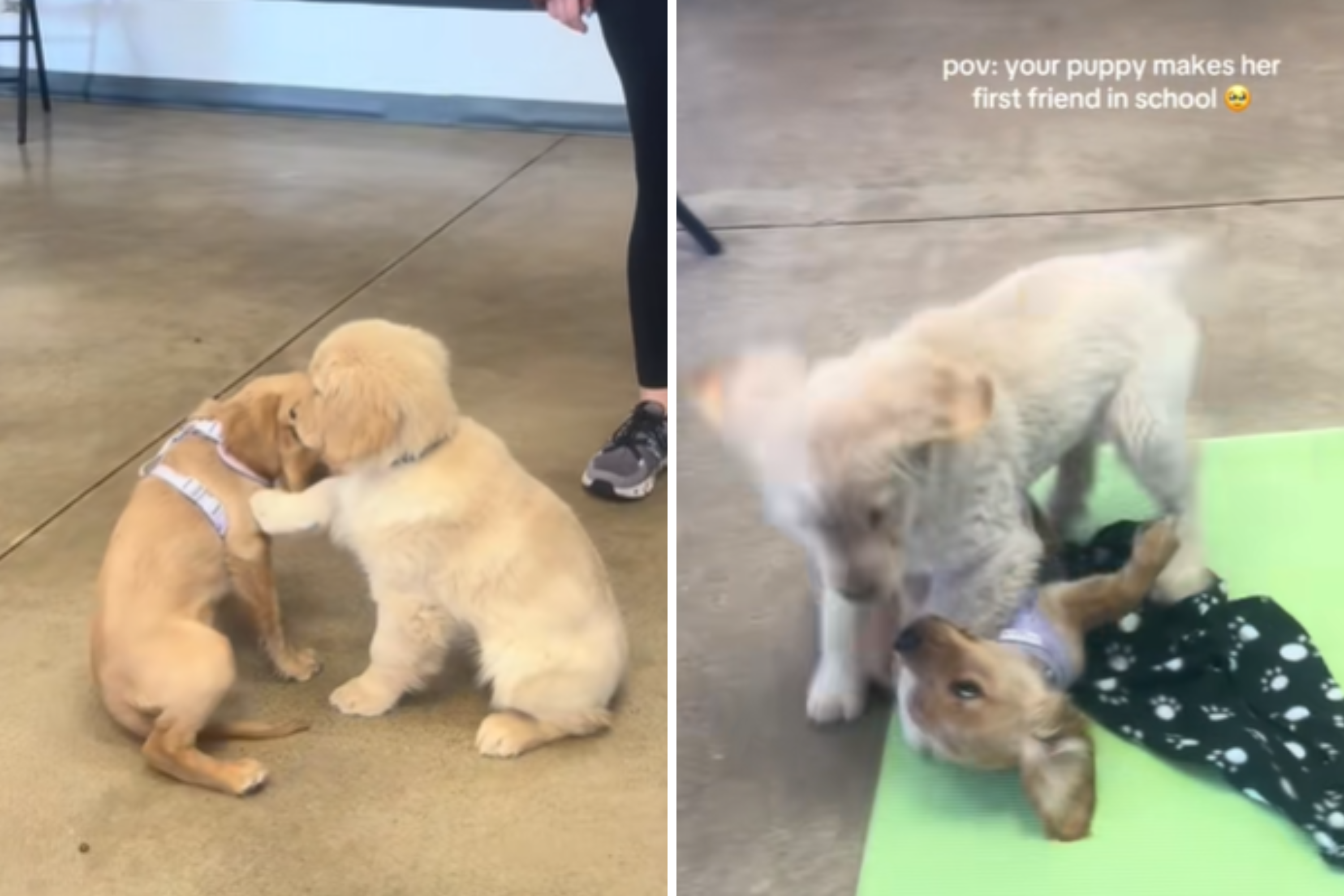 Moment Puppy Makes Her First Ever Friend in School Melts Hearts