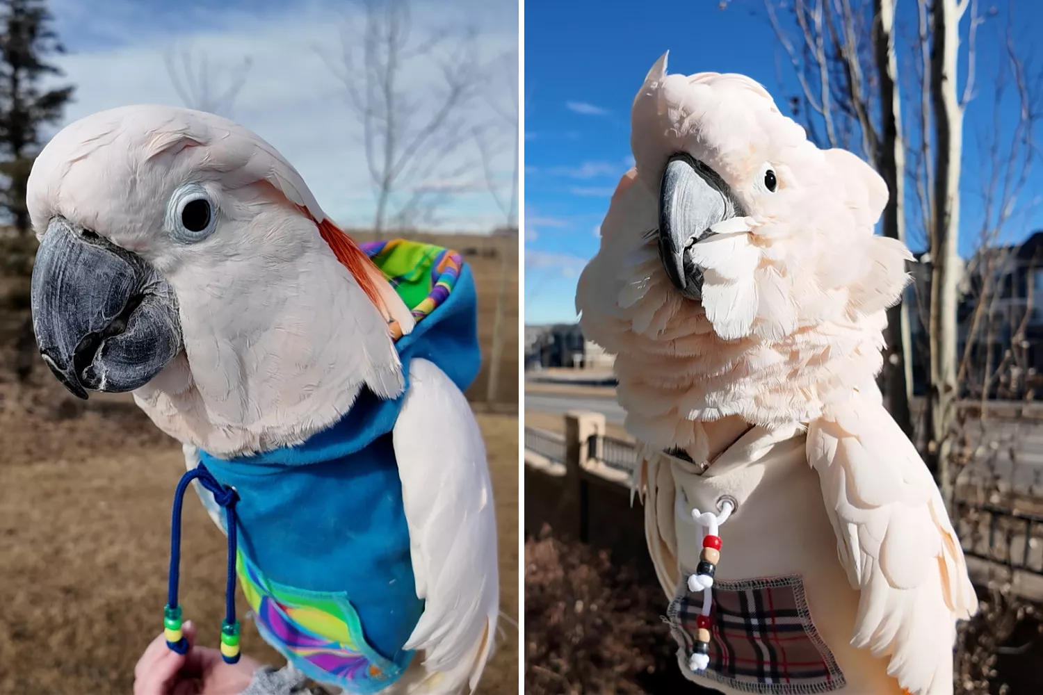 Fashion-forward bird wins Pet of the Week with bold style