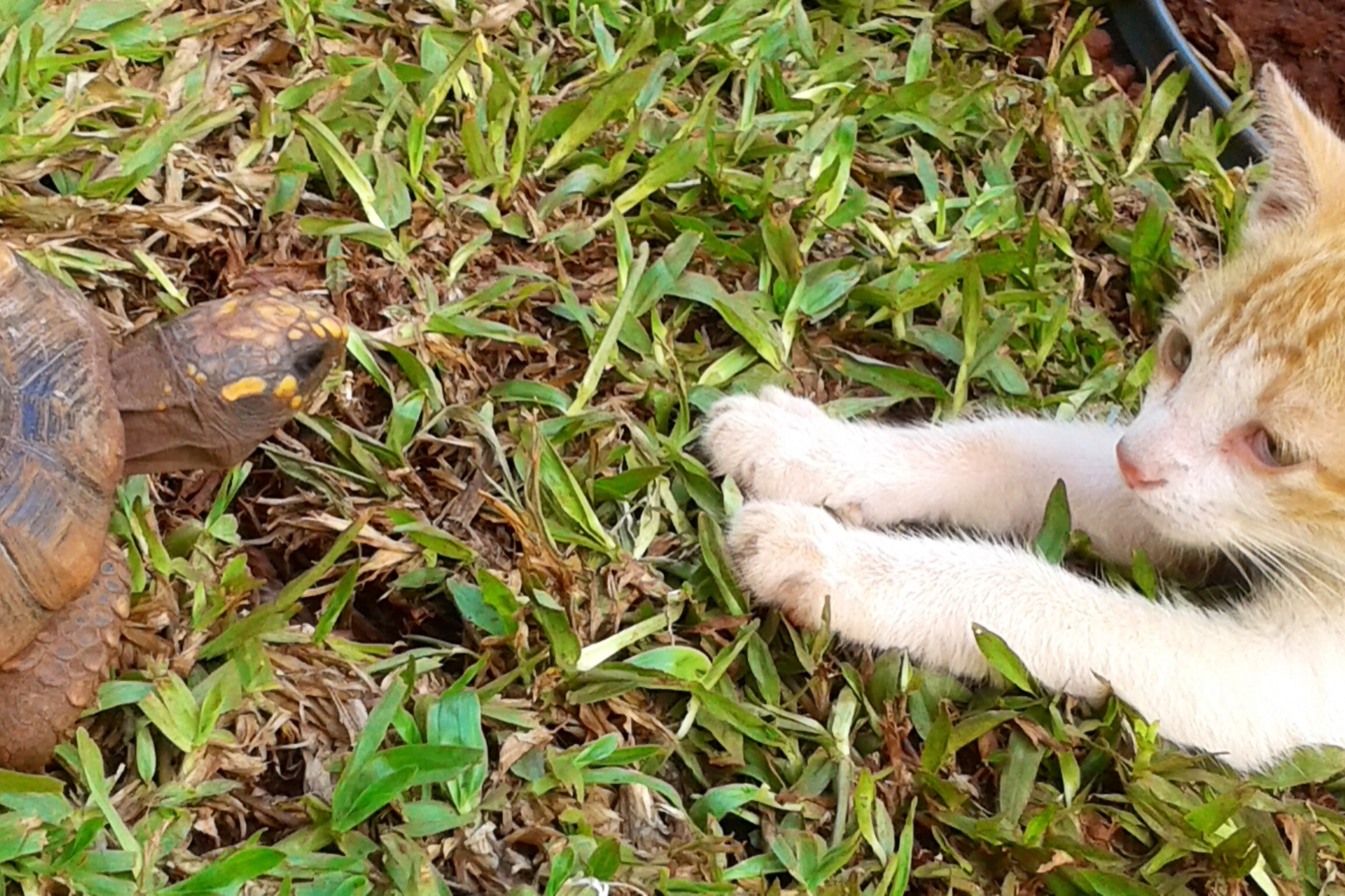 Orange Cat and Baby Tortoises Unexpected Relationship Has Internet Weeping