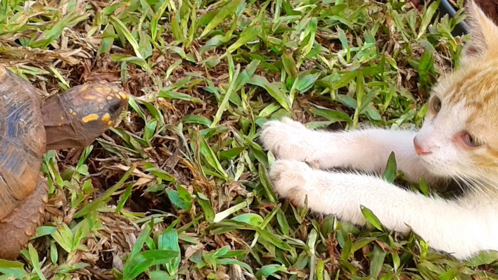 Orange cat and baby tortoise's unexpected relationship has internet weeping