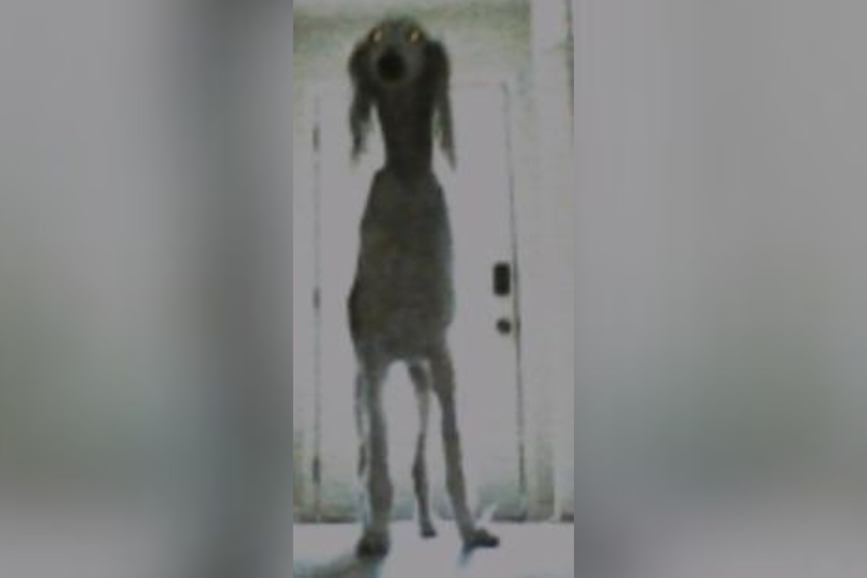 Roomba Encounters Obstacle While Cleaning, Sends Terrifying Pic to Owner