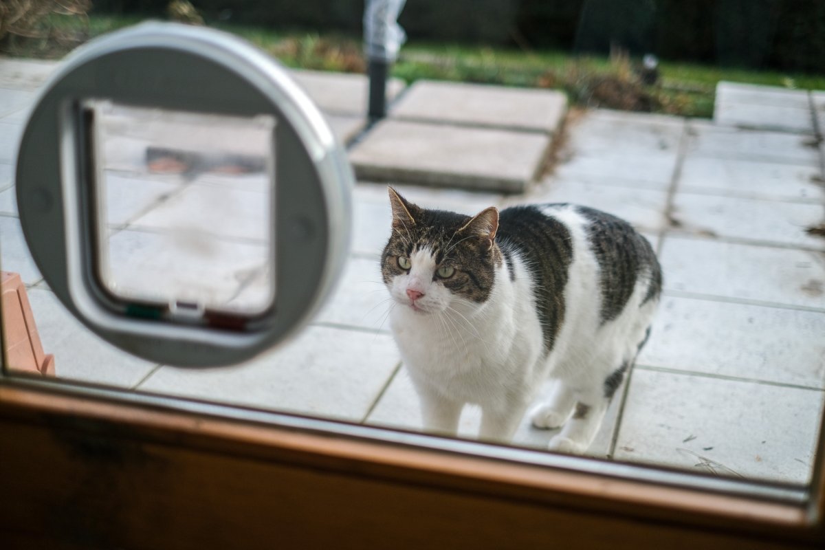 cat outside flap door