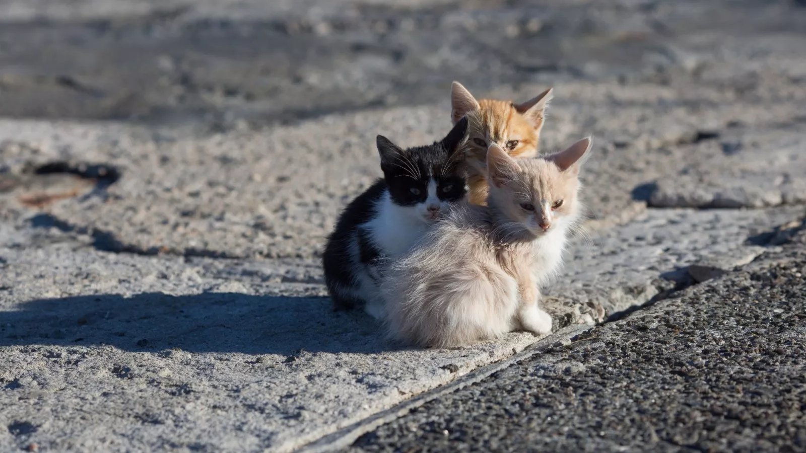 Cat owner sees shy, homeless kittens who never get to play -- knows what to do