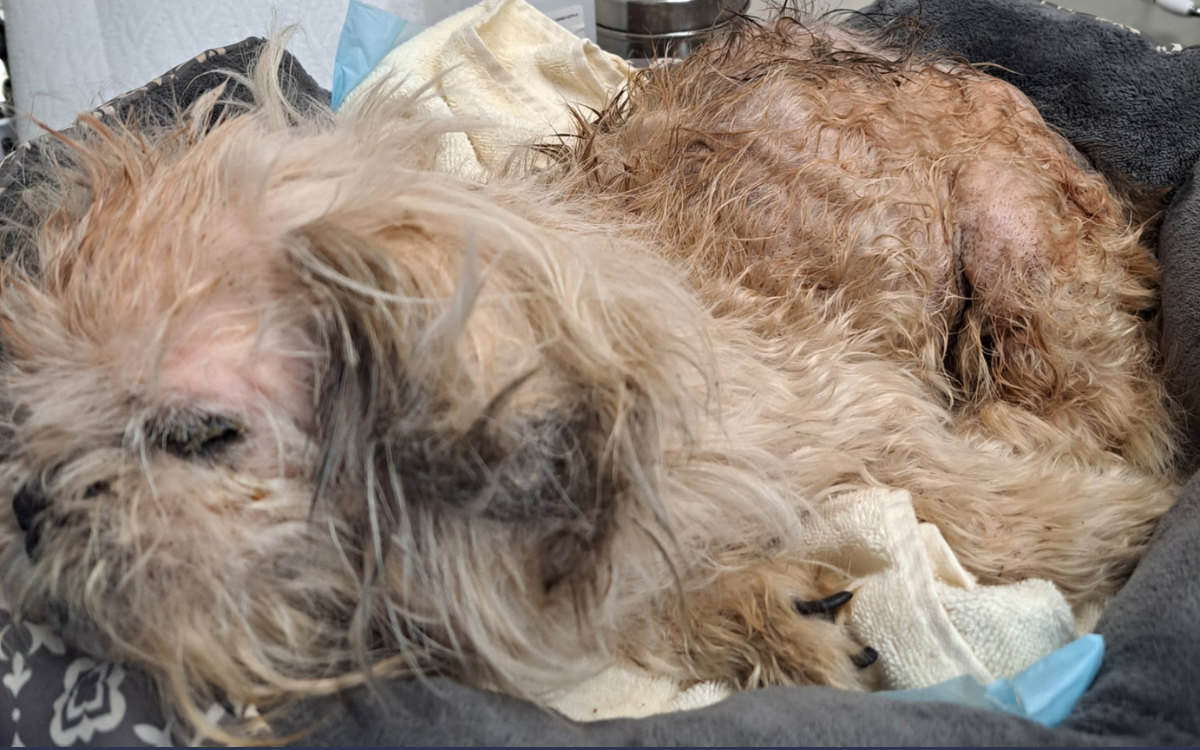 Blind and Deaf Senior Dog Found on Street, Microchip Reveals Shocking Truth