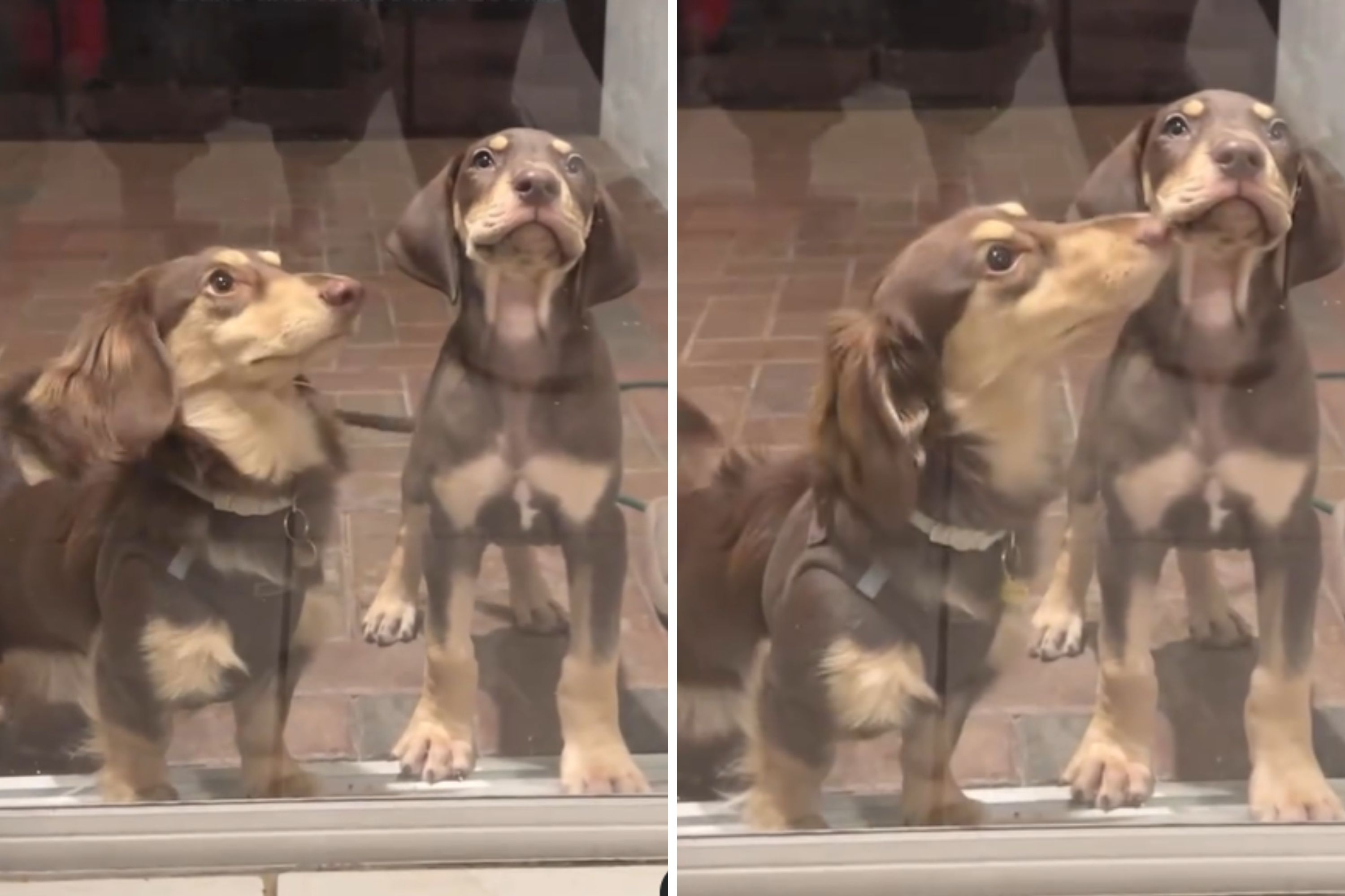 新製品情報も満載 Puppy New Thinks Dachshund Looks for Him—Unprepared Like その他