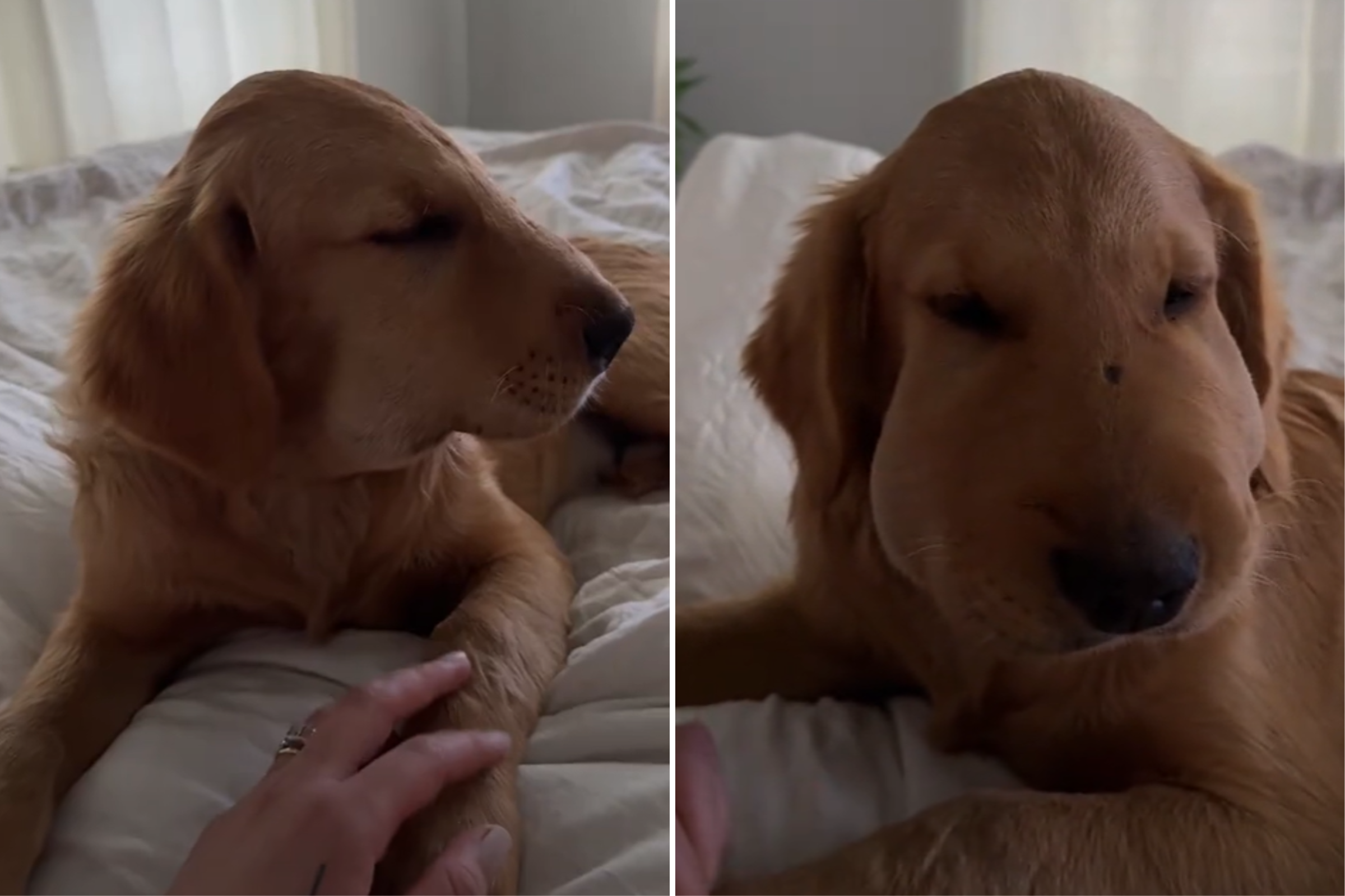What Happened When Nosy Golden Retriever Got Bitten by Rattlesnake