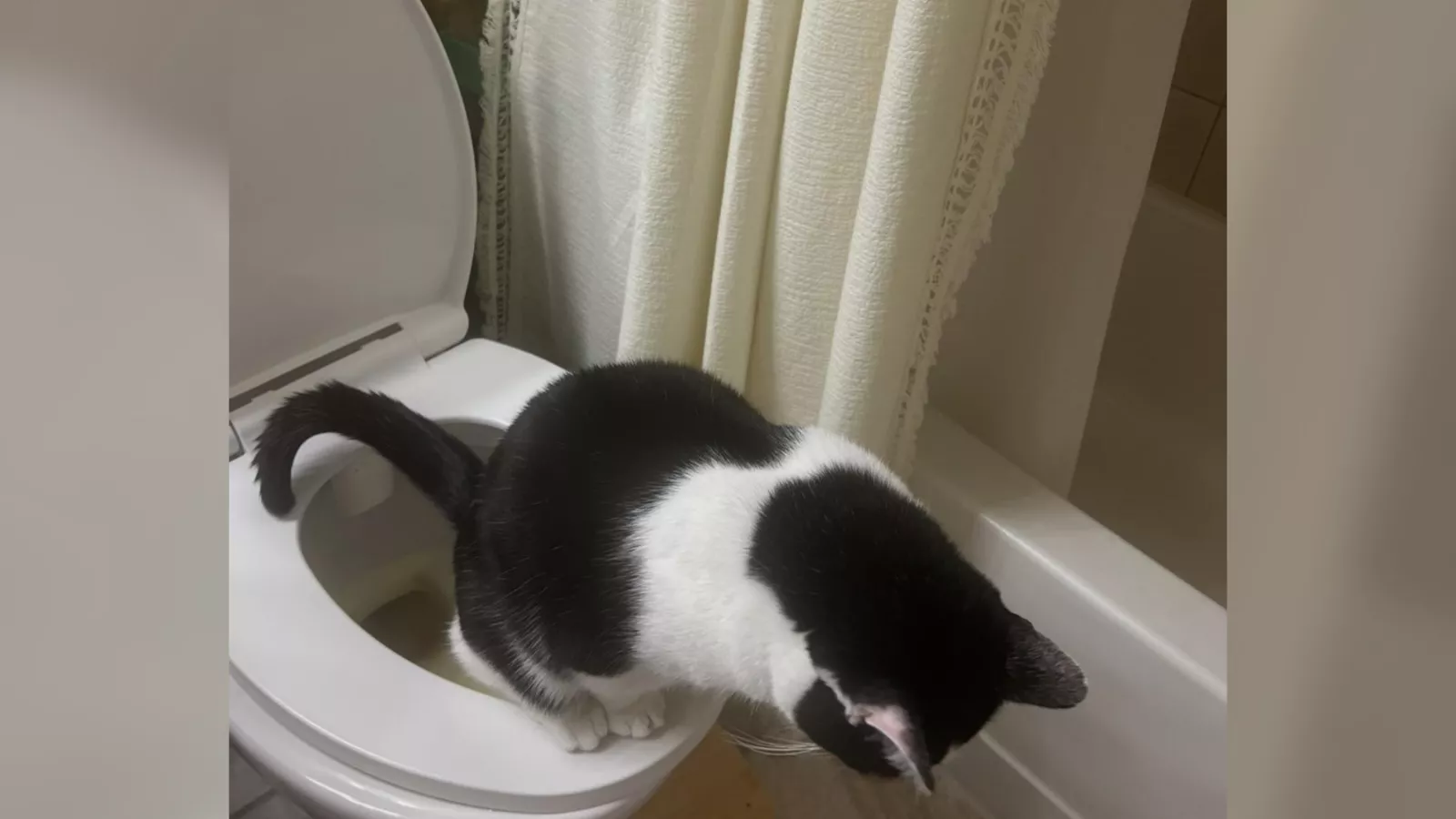 Owner completely unprepared for cat's reaction to litter robot malfunction
