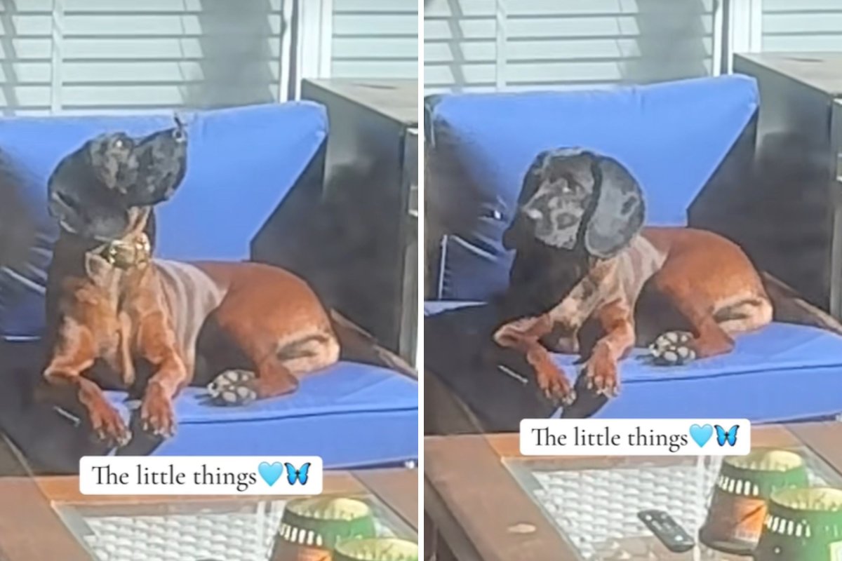 Butterfly lands on dog's nose
