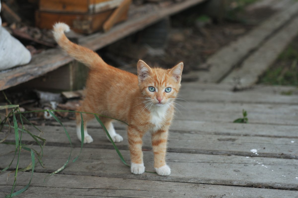 orange kitten outside