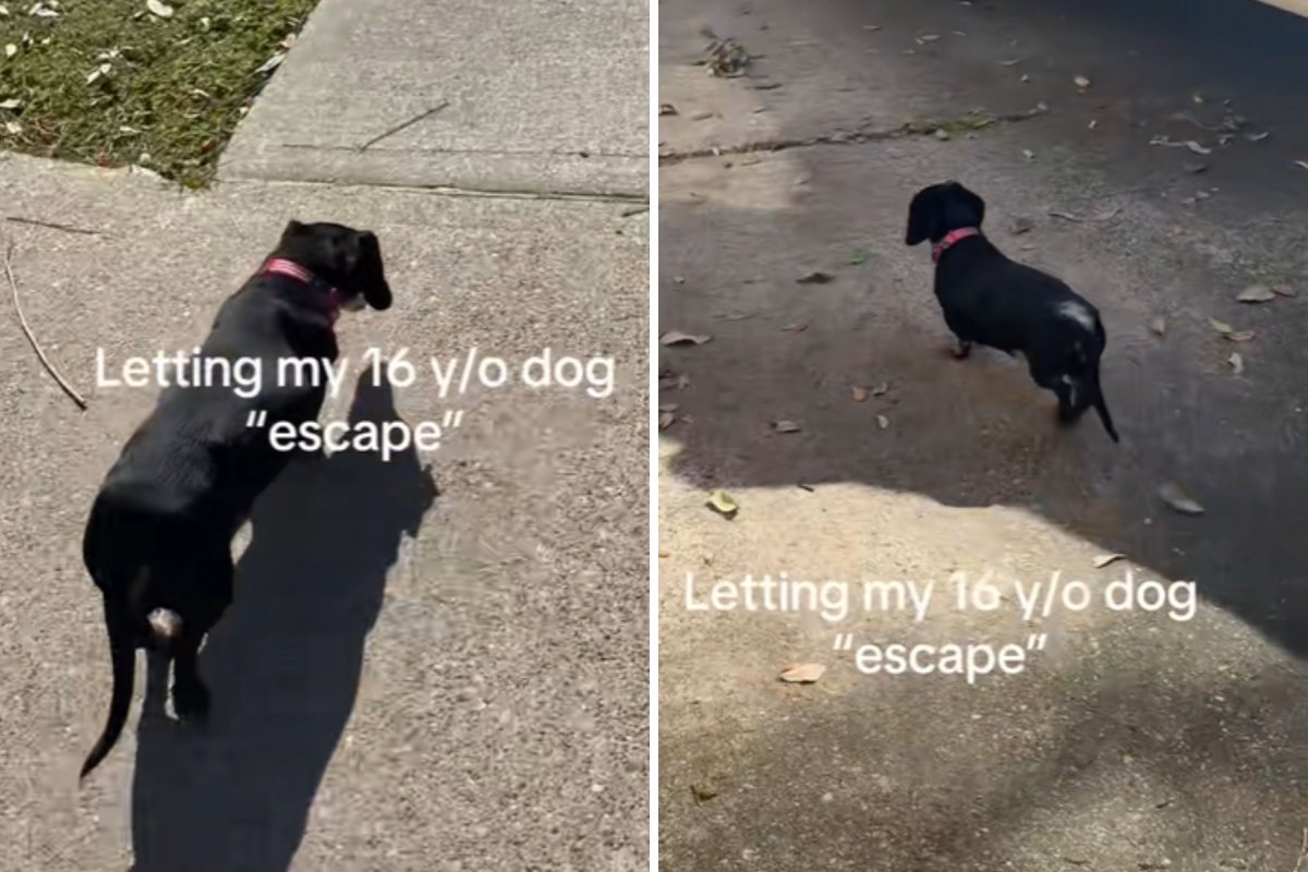 Senior dachshund escaping home