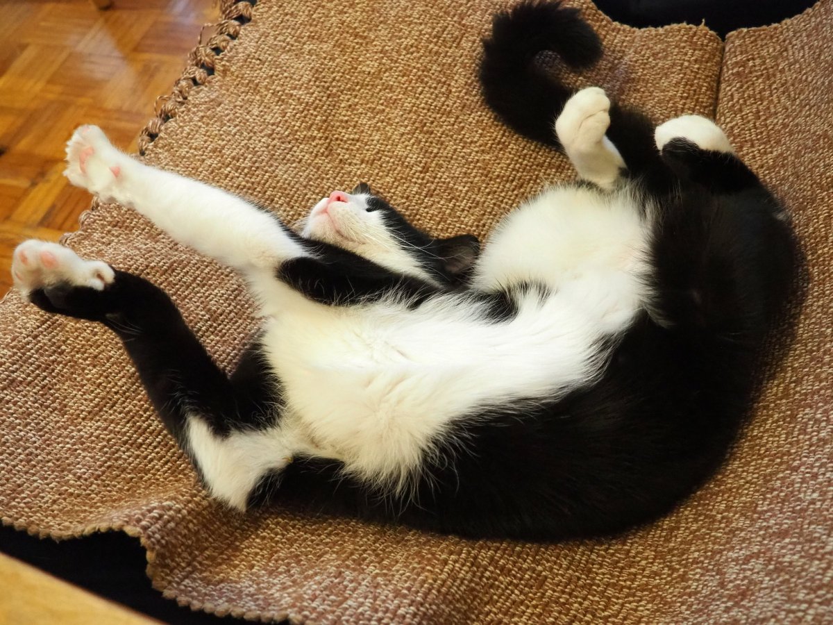 Stock image of black and white cat.