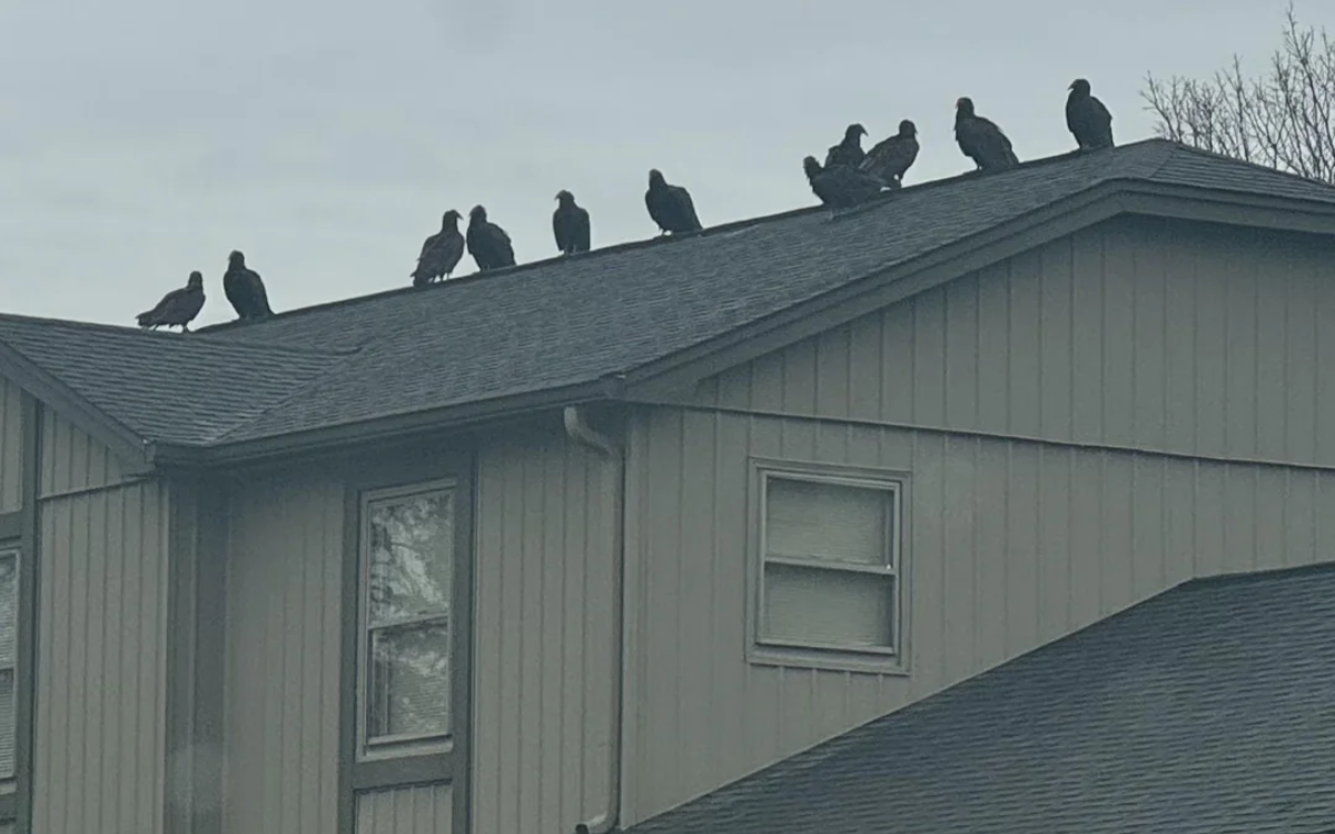 Man Calls In Welfare Check On Neighbors After Spotting Bad Omen On Roof