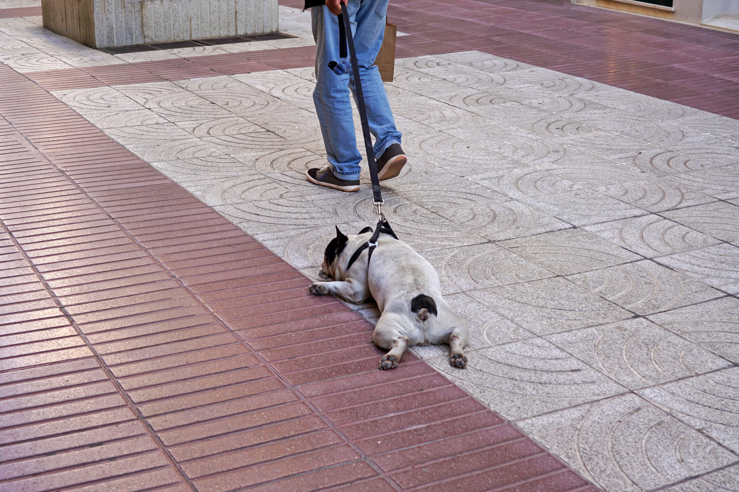 Internet Obsessed With Unbothered Dog Who Plays Dead Instead of Walking