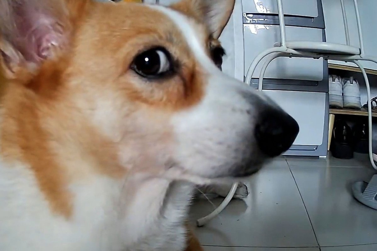 Dog looking at camera.
