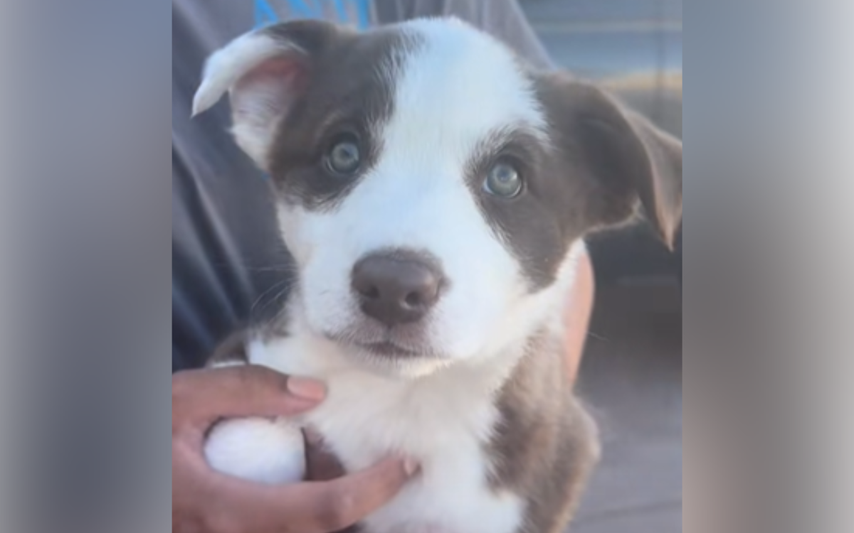 Boo the rescue puppy was returned.