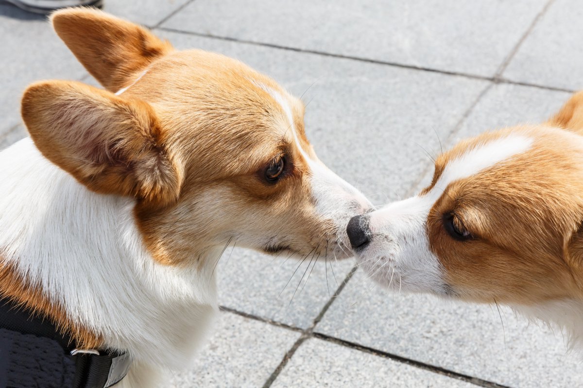 corgis sniff each other's noses.