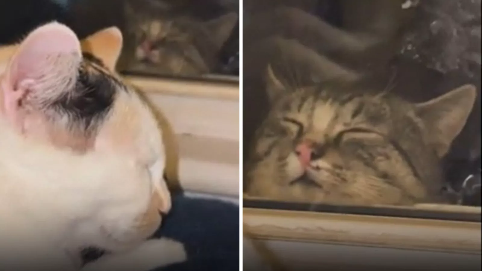 Why cat sleeps outside next to window breaks hearts