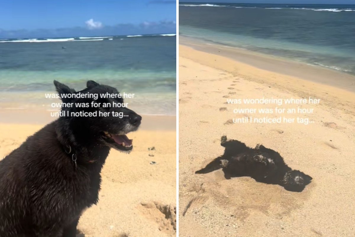 Dog found on beach