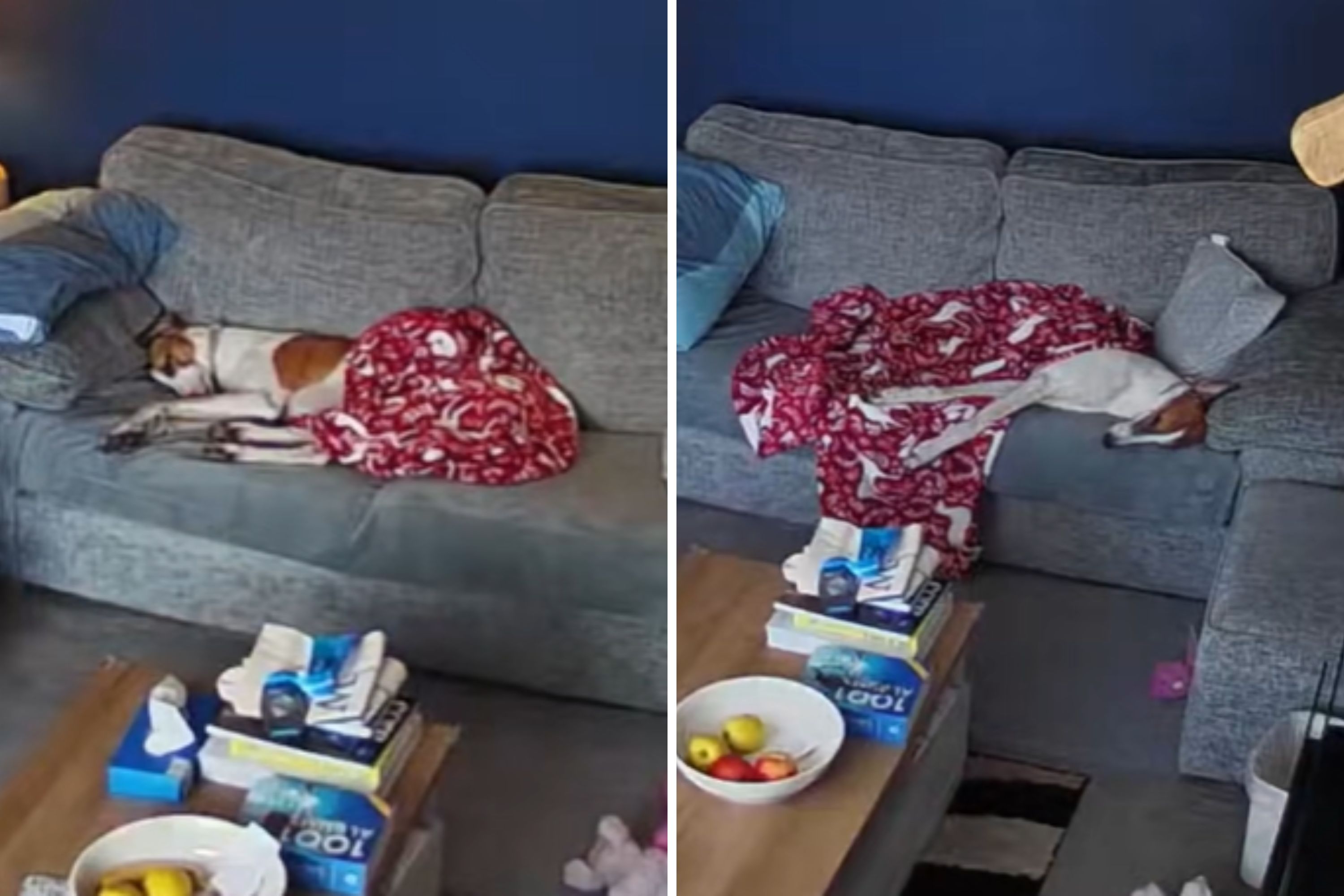 Man Watches Pet Cam Footage of Greyhound—Then Has Sudden Realization