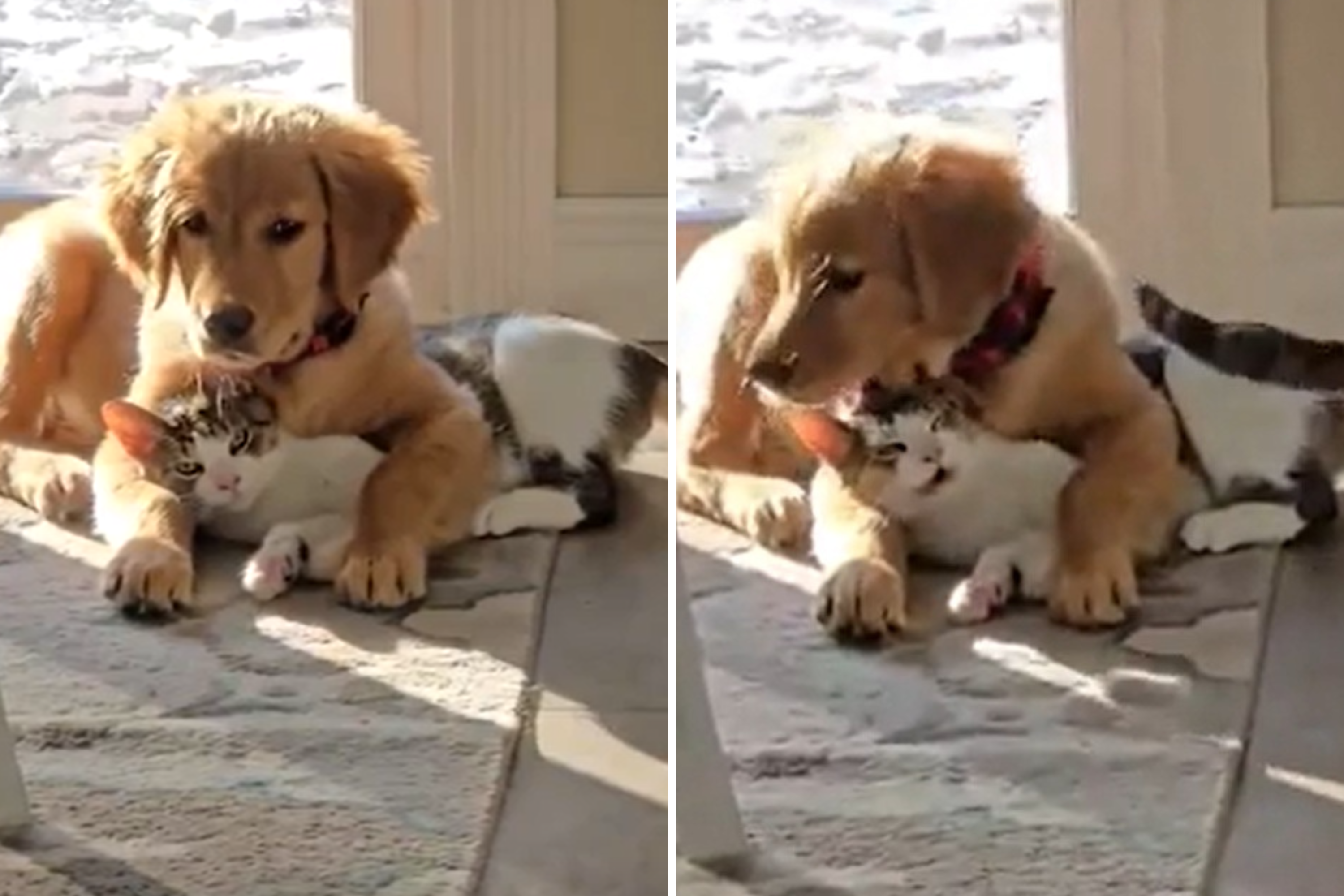 Golden retriever puppy puts cat in headlock, hysterics at what happens next